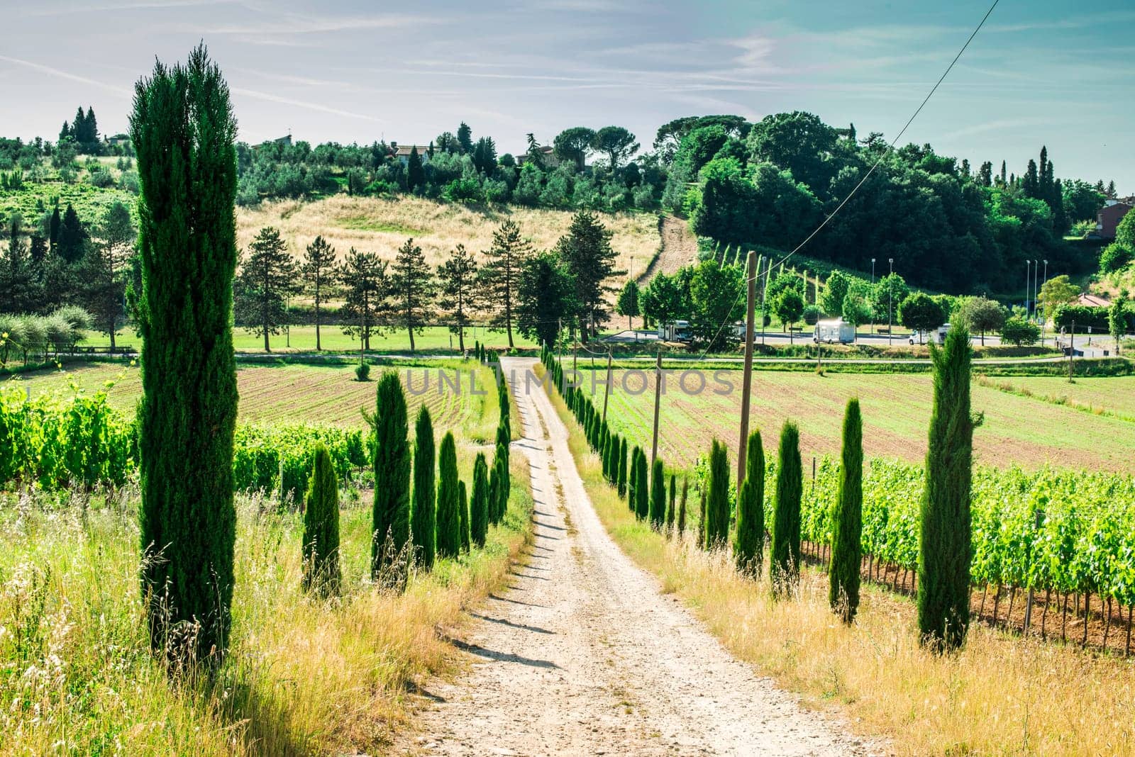 Vineyards and farm road in Toscana, Italy.