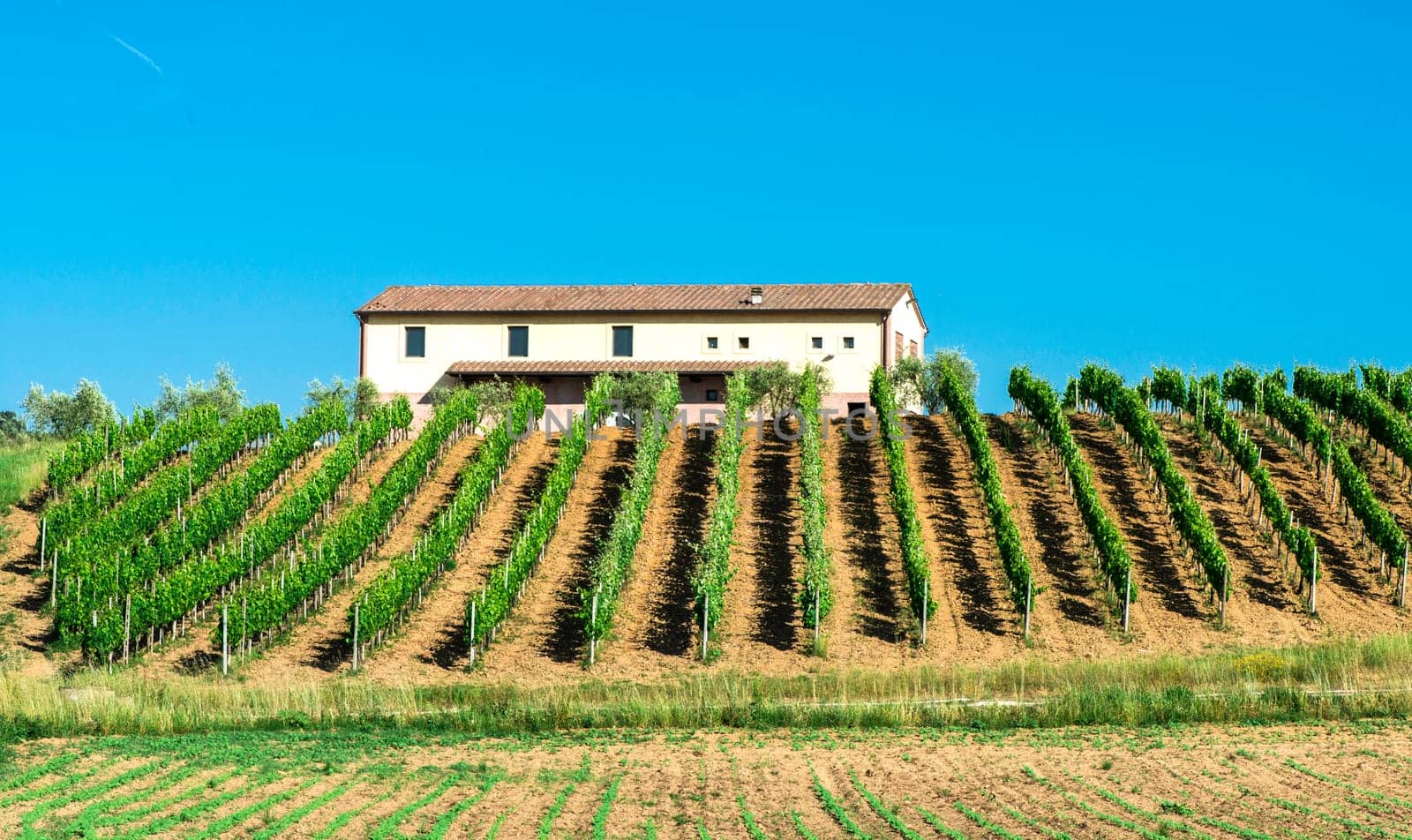 Vine plantations and farmhouse in Tuscany, Italy.