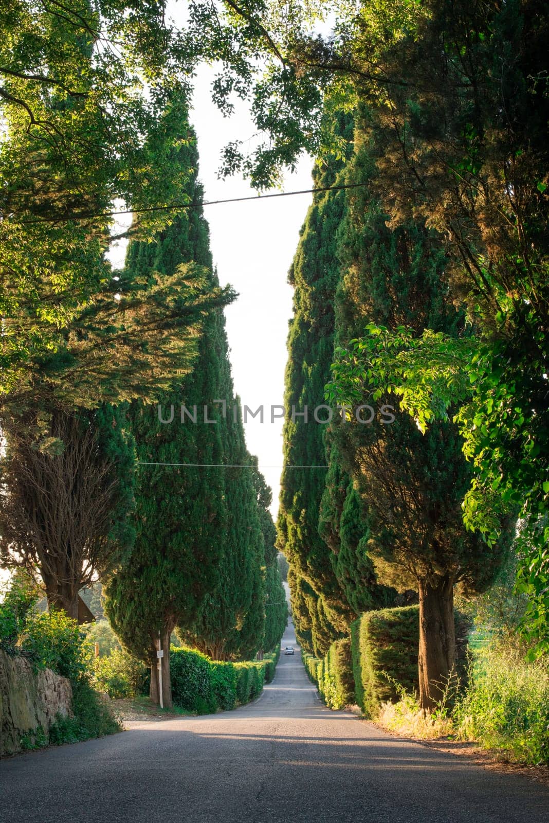Cypress tree in Toscana, Italy.