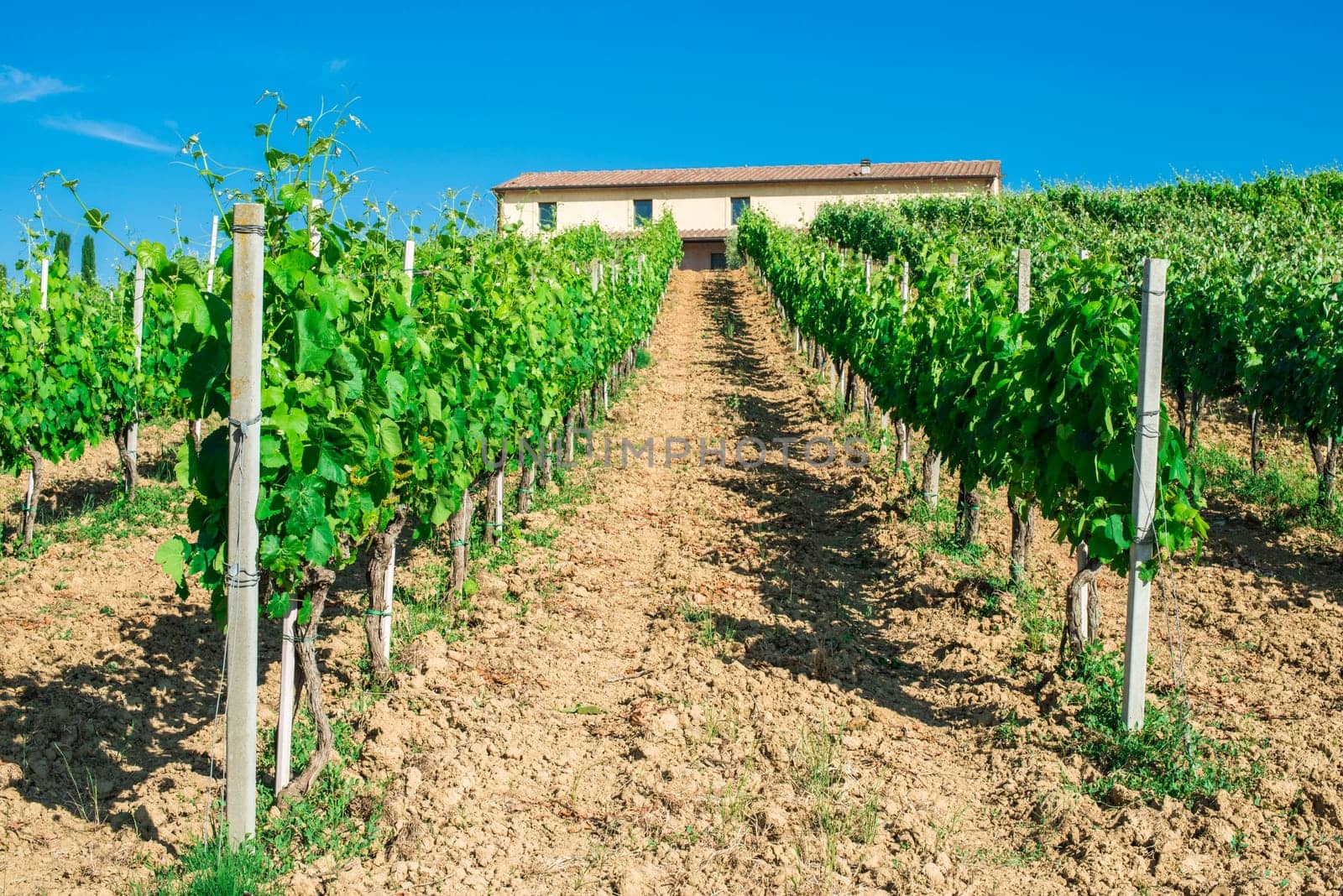 Vine plantations and farmhouse in Tuscany, Italy.