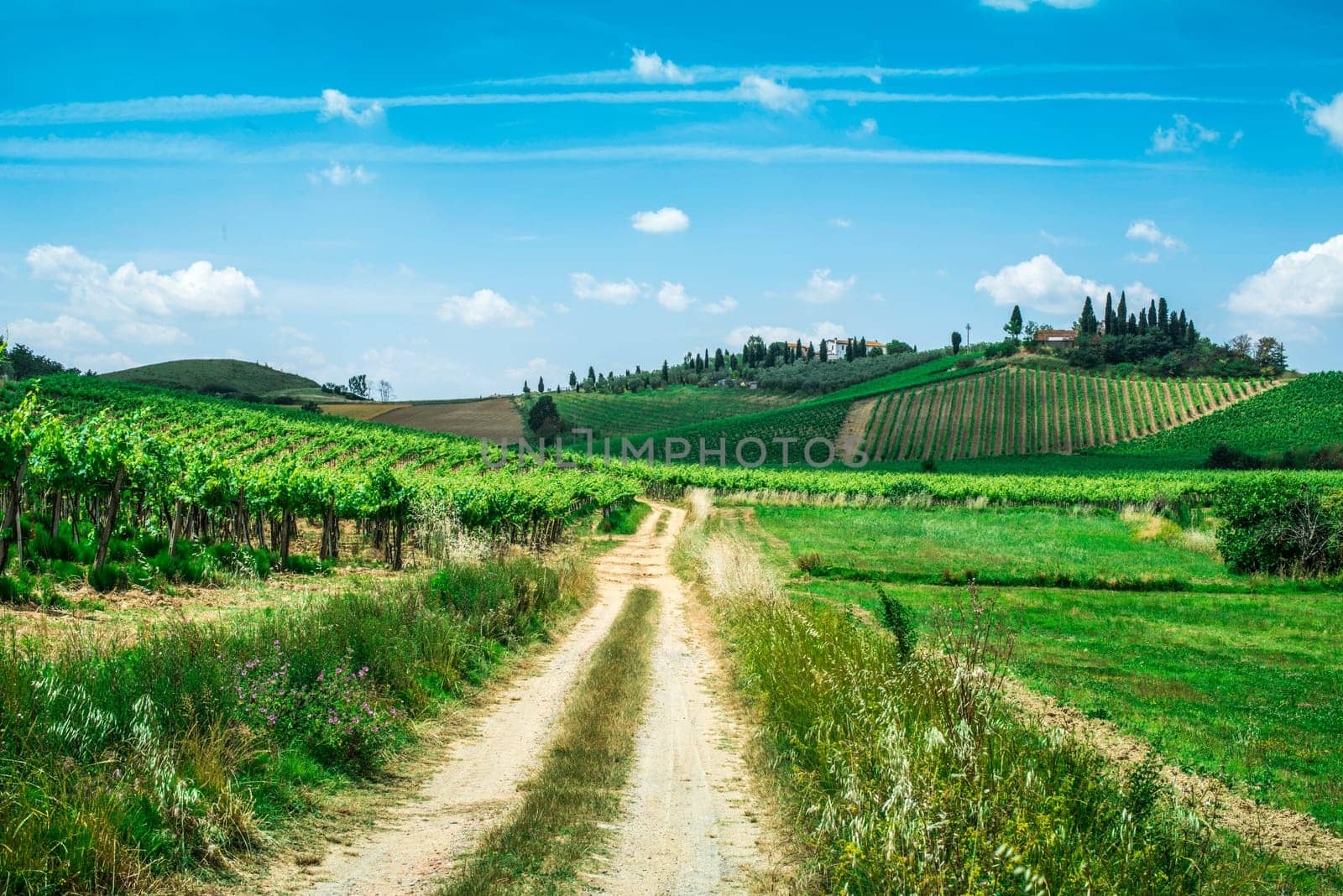 Vineyards and farm road in Toscana, Italy.