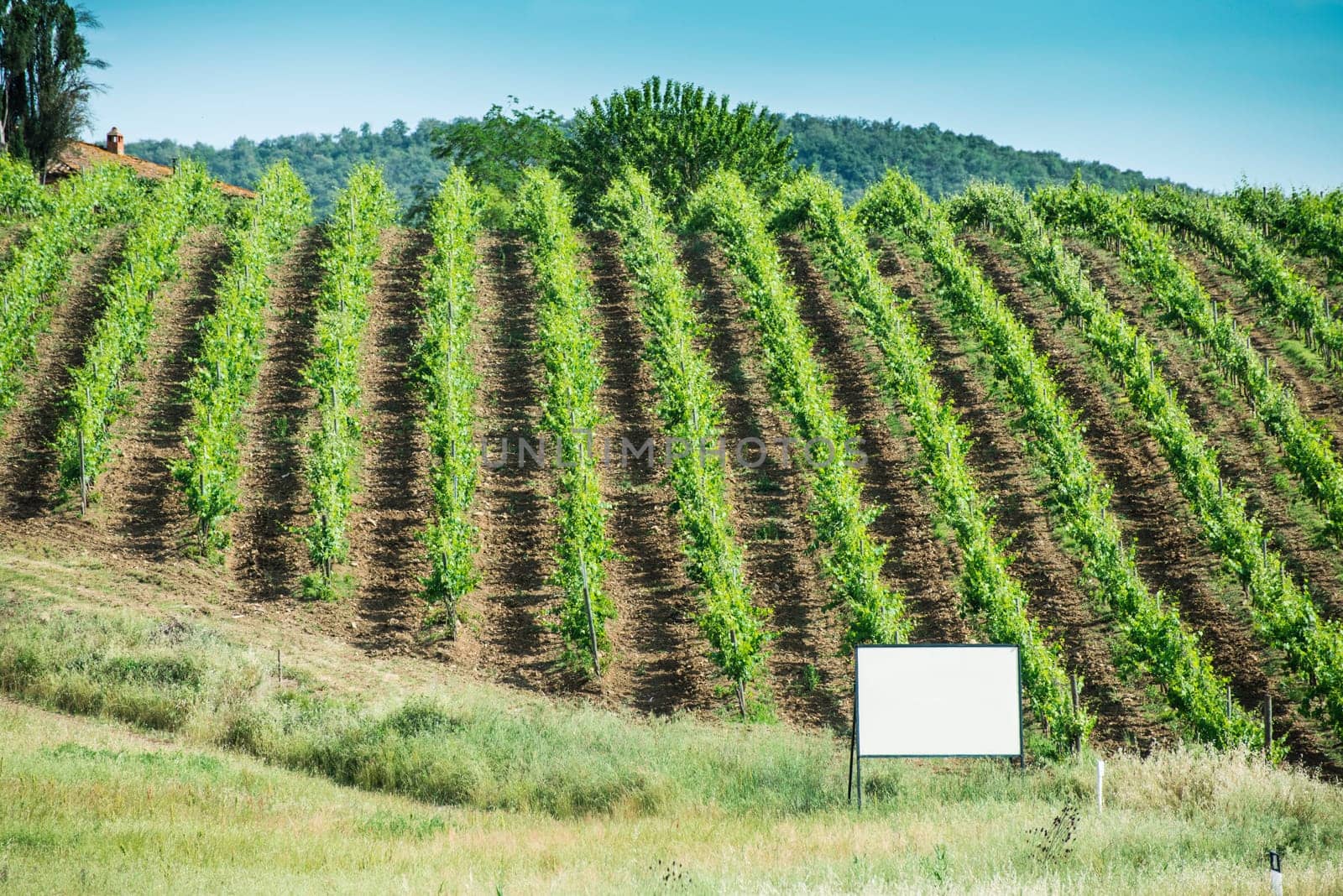 Vine plantations in Toscana, Italy.