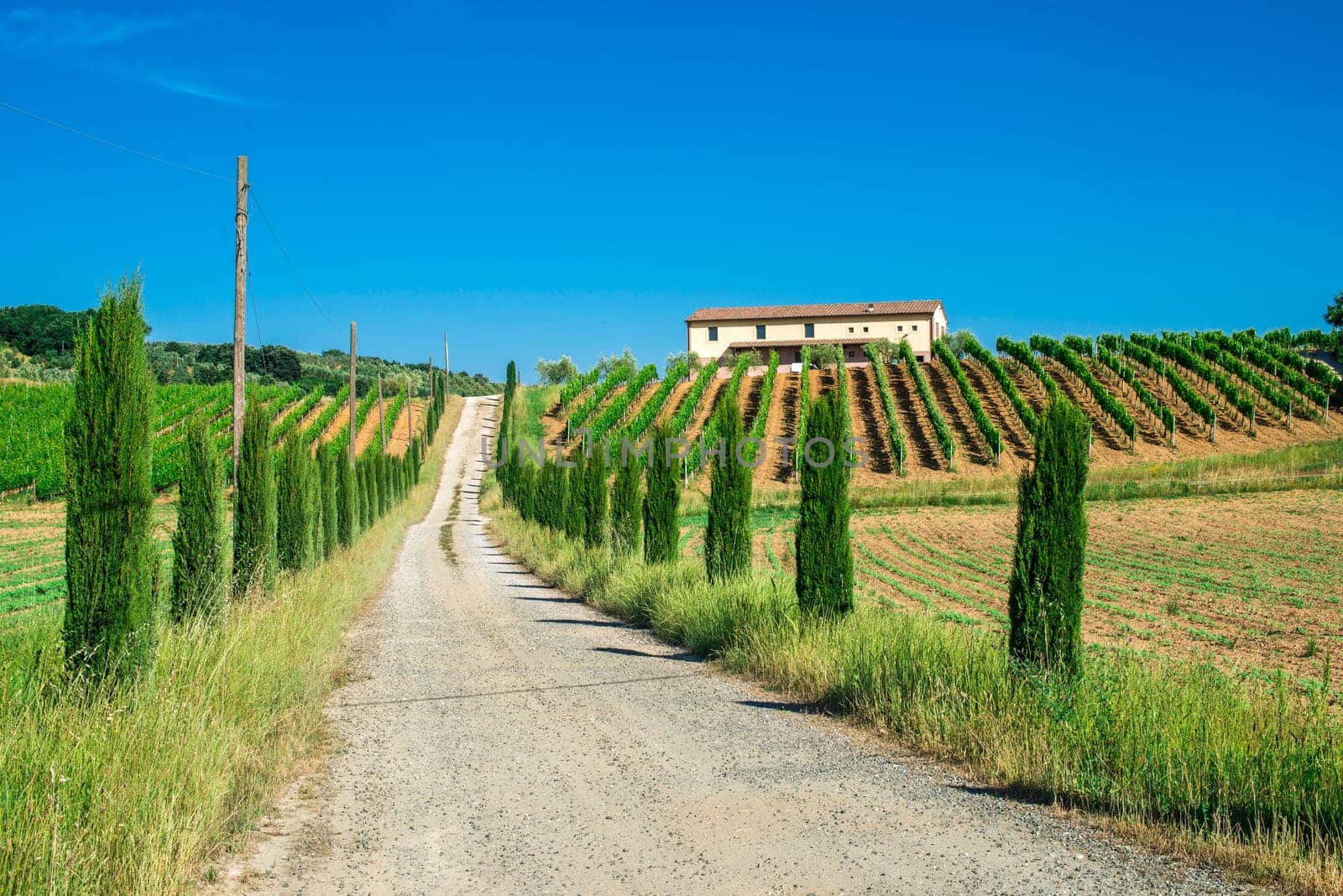 Vineyards and farm road in Toscana, Italy.