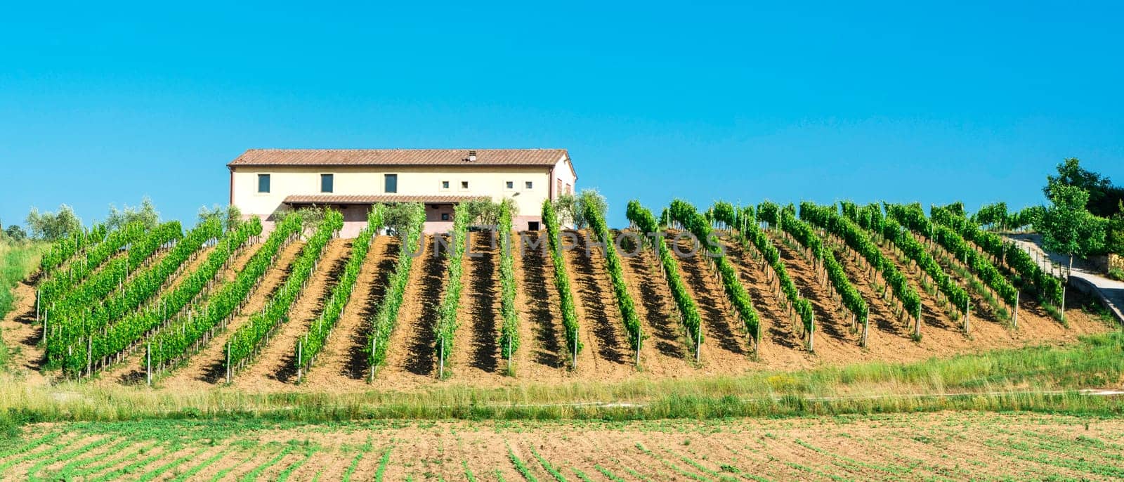 Vine plantations and farmhouse in Tuscany, Italy.