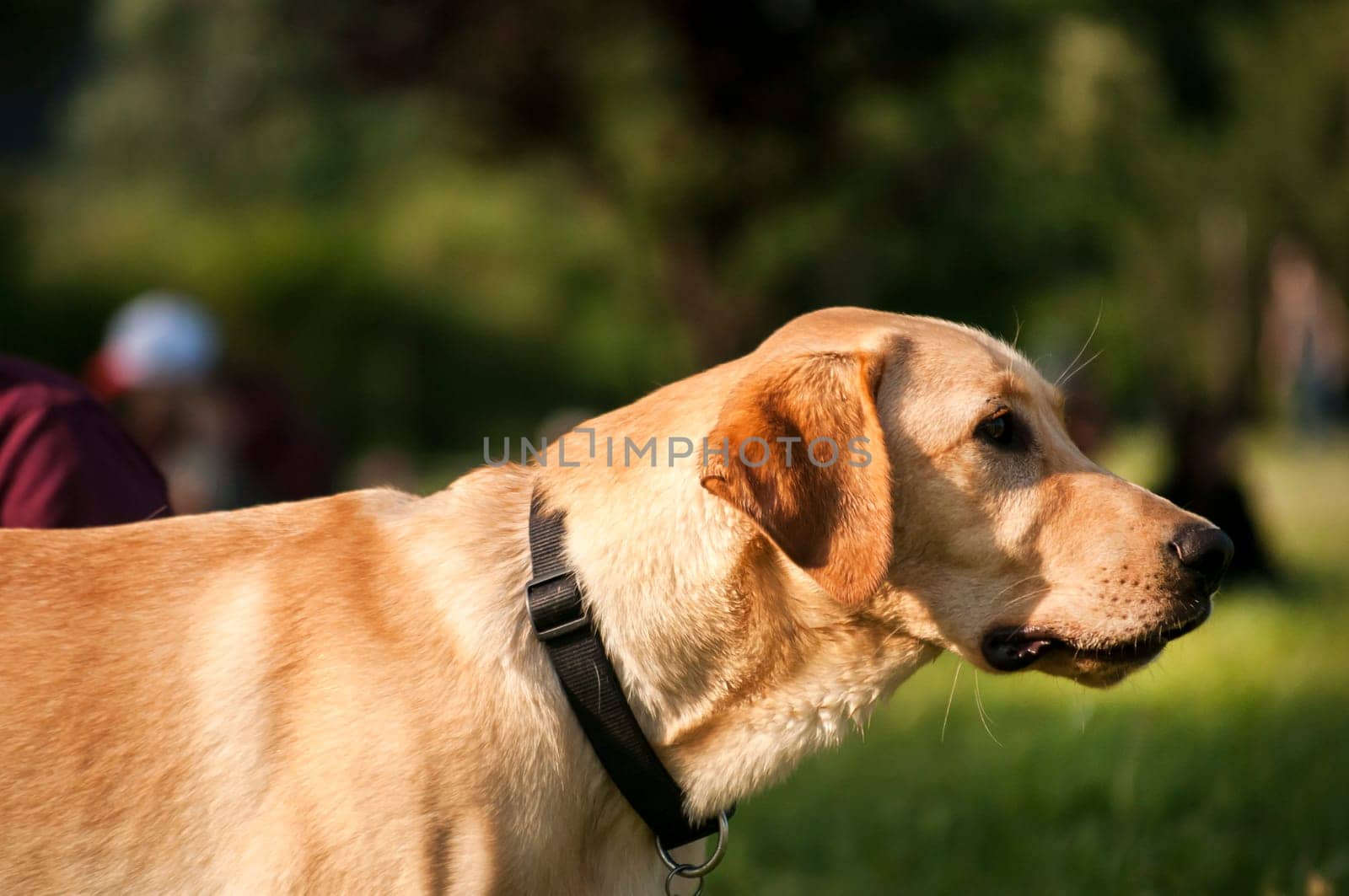Cream labrador retriever dog closeup in park
