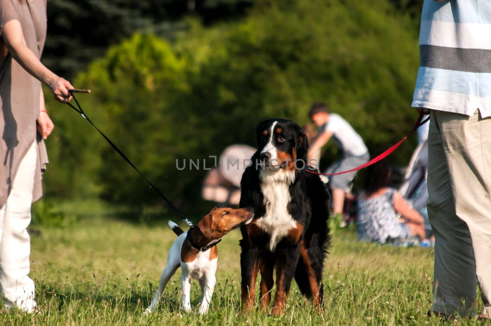 Two dogs on leashes held by their owners for a walk in the park