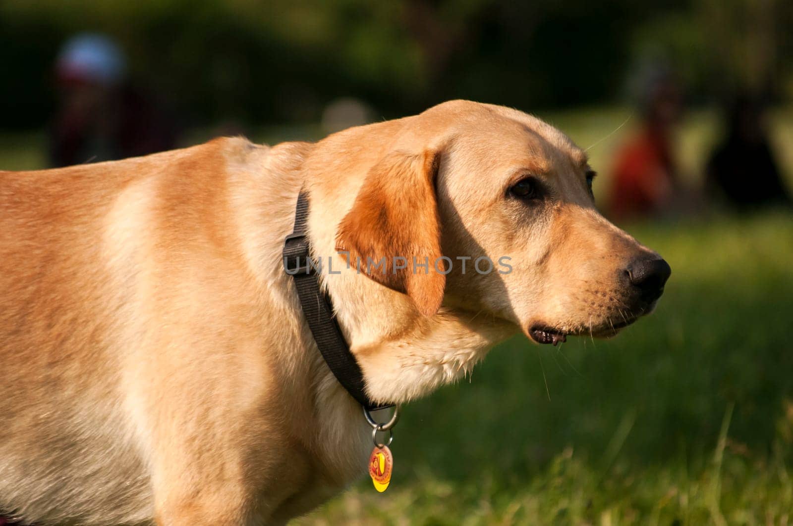 Cream labrador retriever dog closeup in park