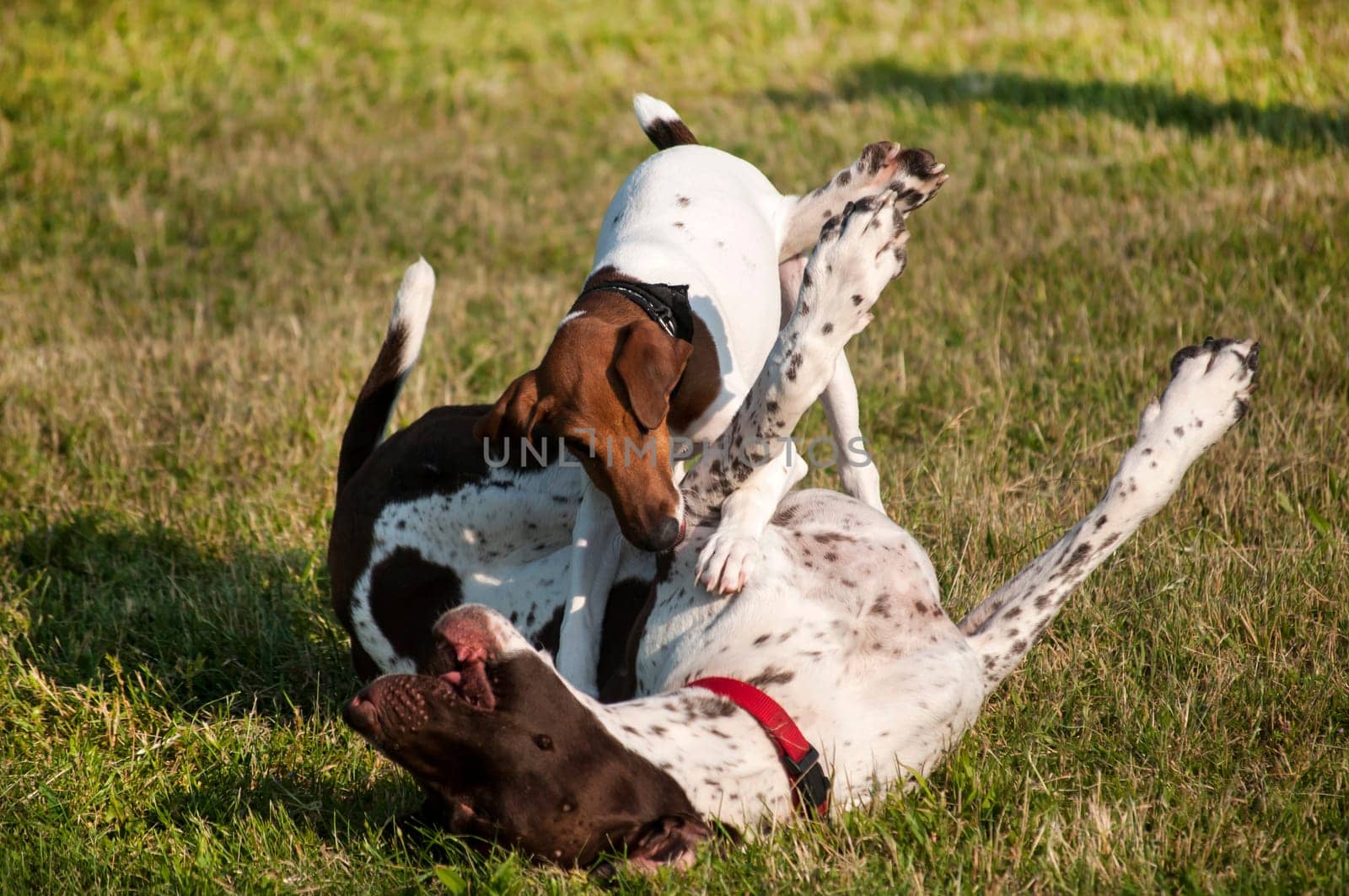 German shorthaired pointer and little Russell Terrier playing in park