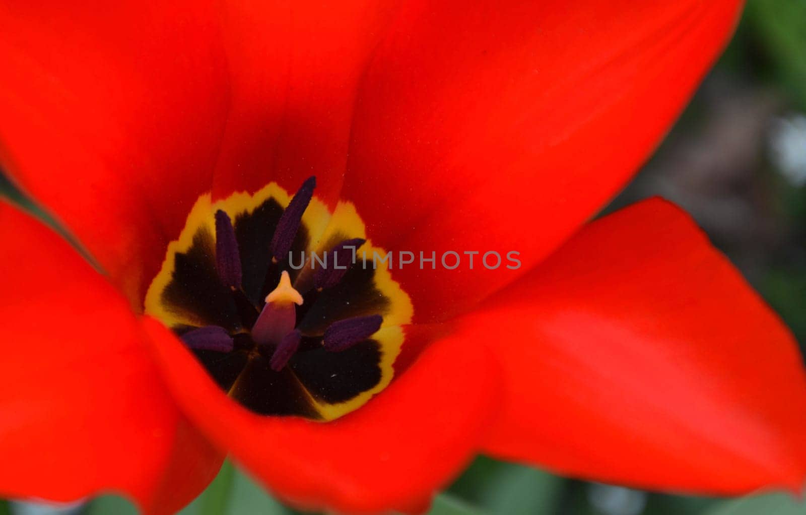 red tulip