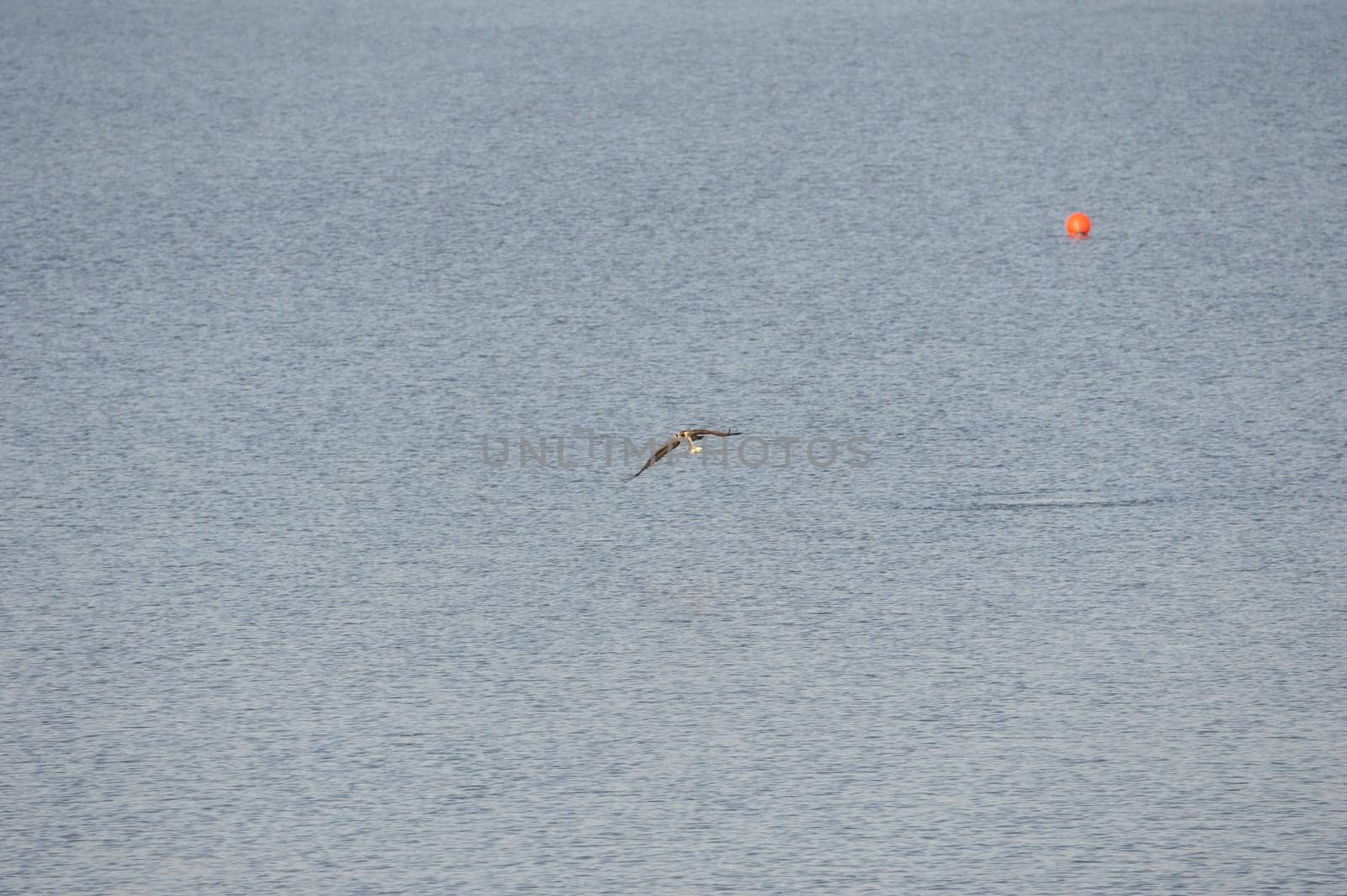 White-tailed eagle (Haliaeetus albicilla) at Steinhuder Meer,Germany.