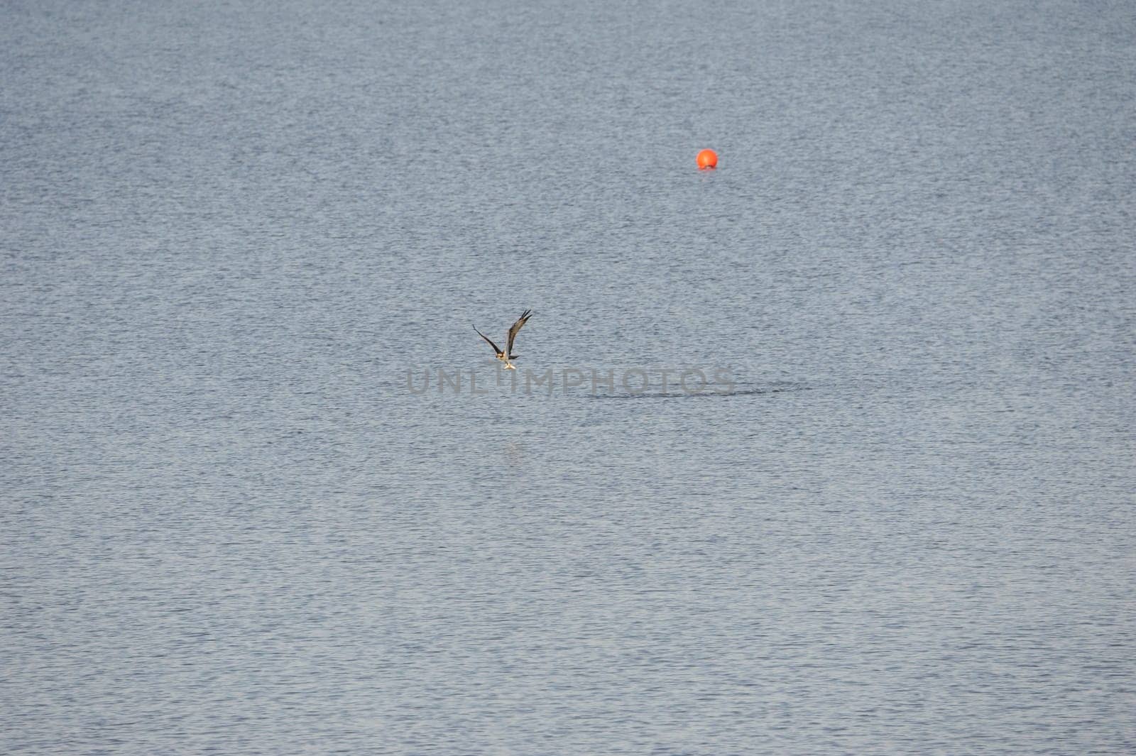 White-tailed eagle (Haliaeetus albicilla) at Steinhuder Meer,Germany.