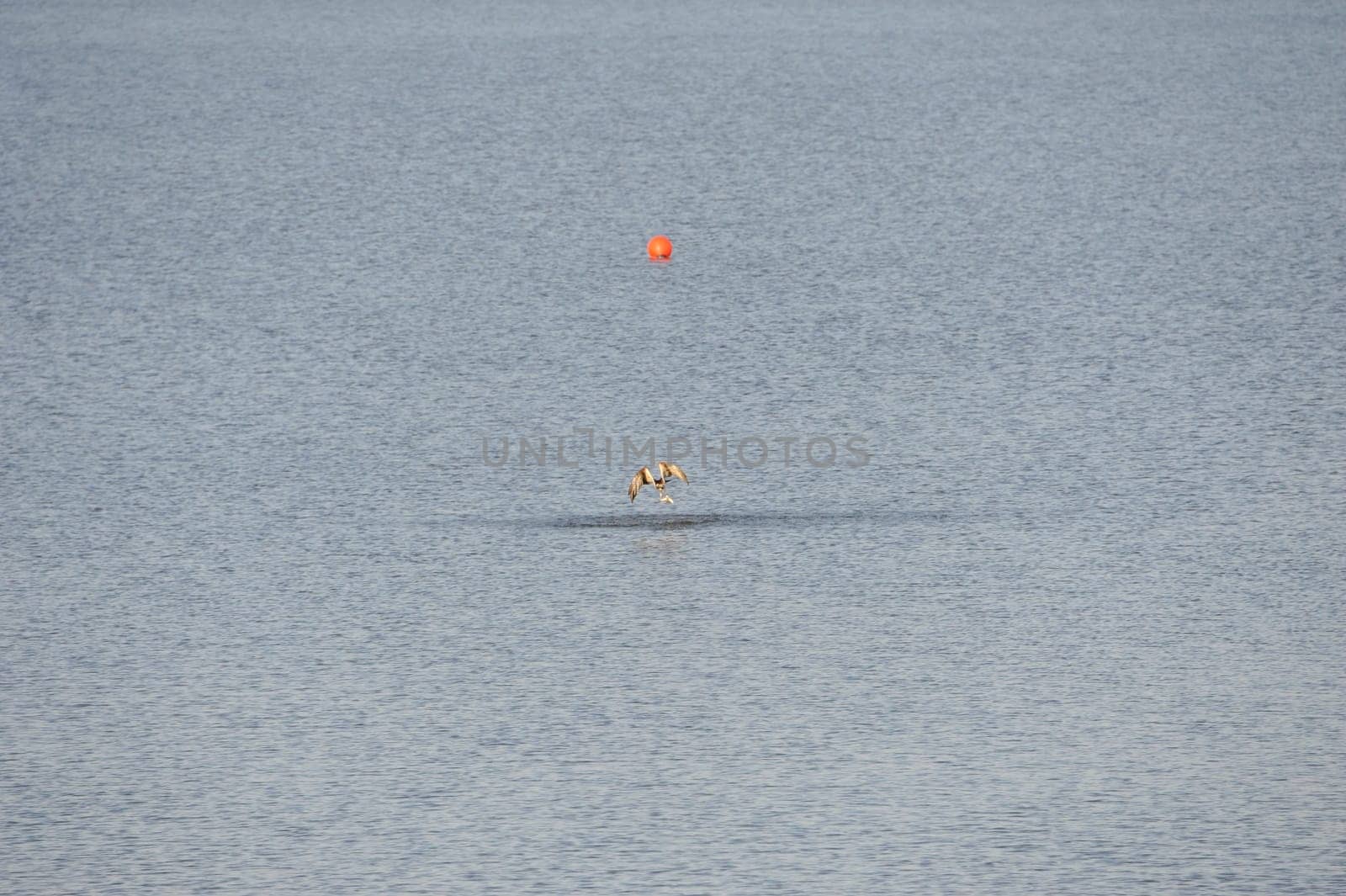 White-tailed eagle (Haliaeetus albicilla) at Steinhuder Meer,Germany.