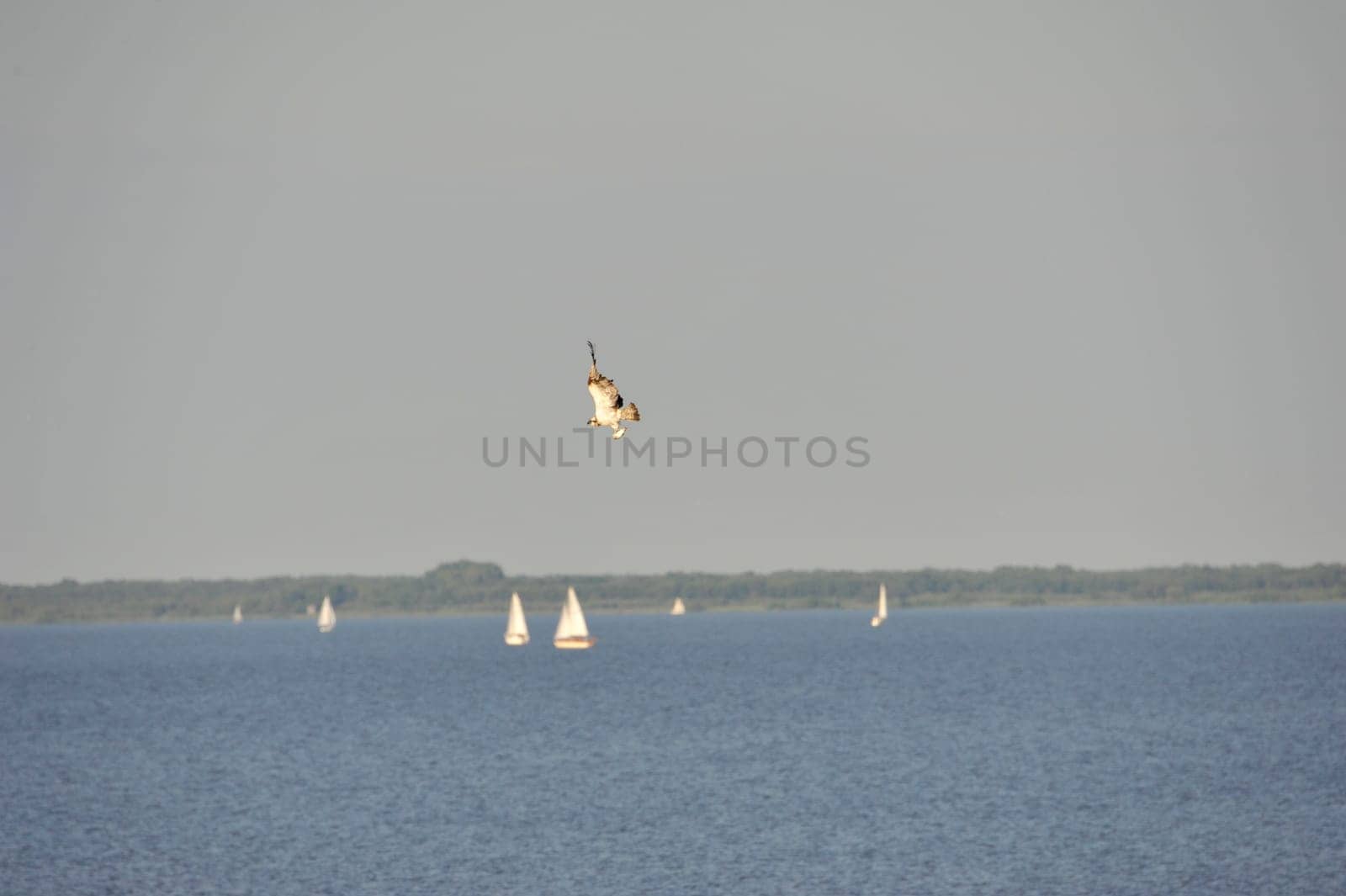 White-tailed eagle (Haliaeetus albicilla) at Steinhuder Meer,Germany.