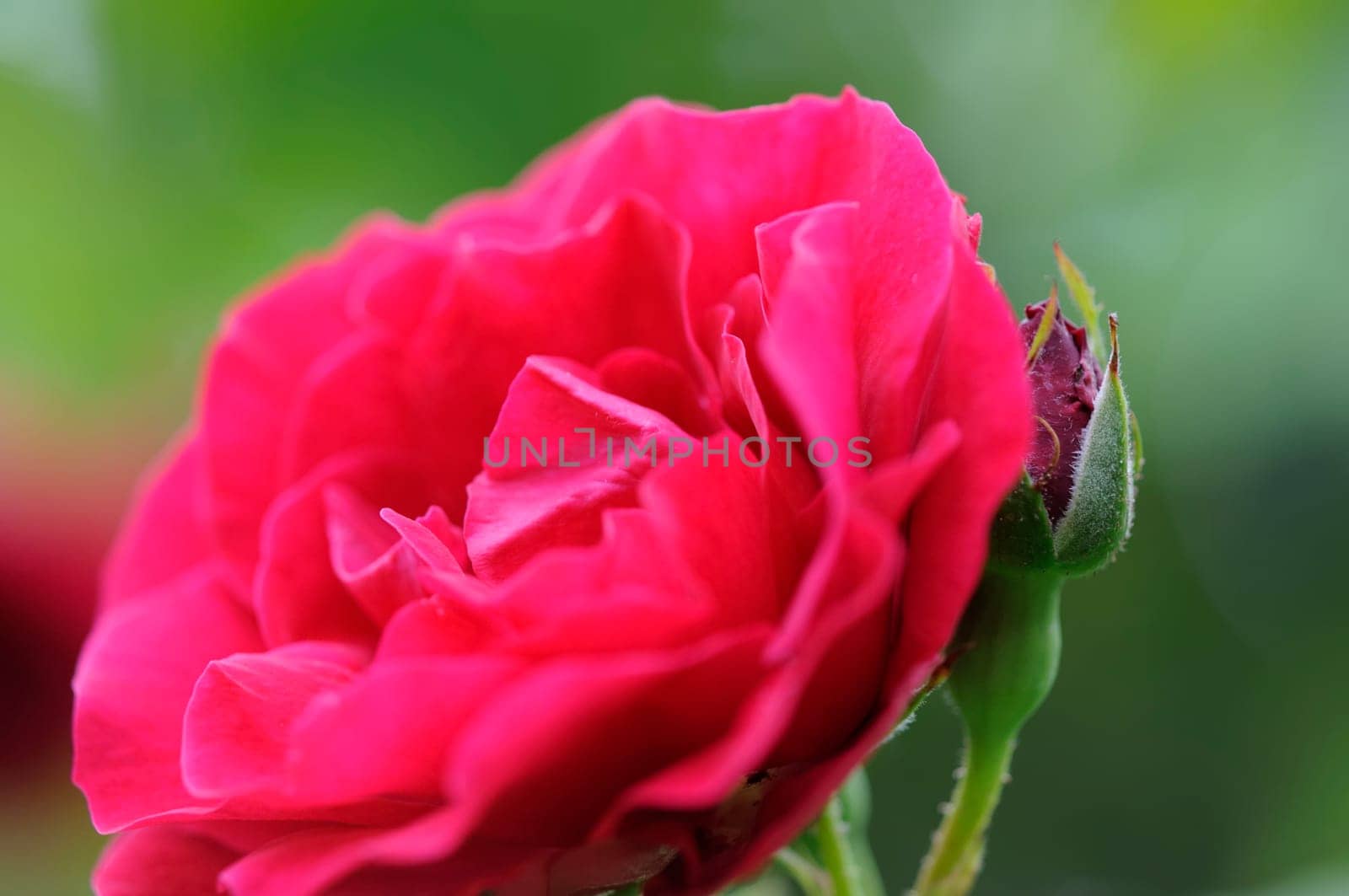 roses