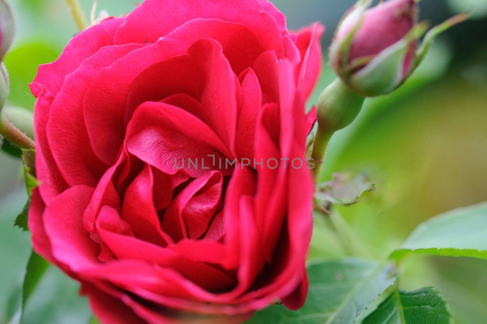 roses