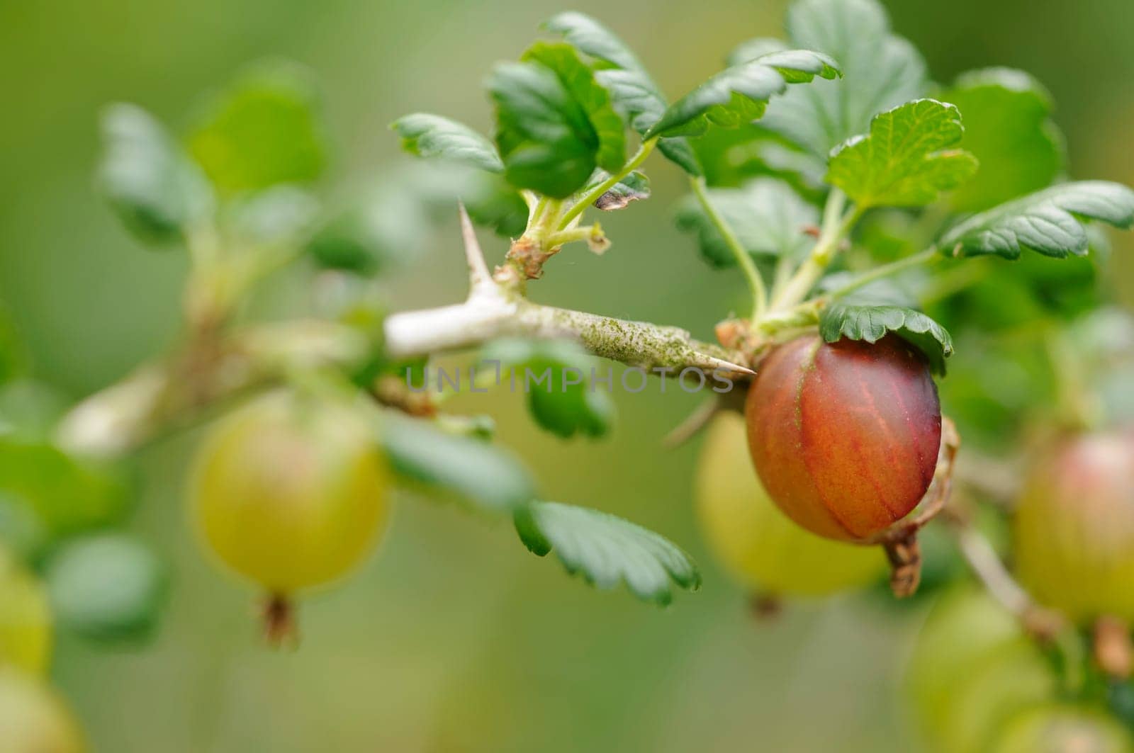 Gooseberries