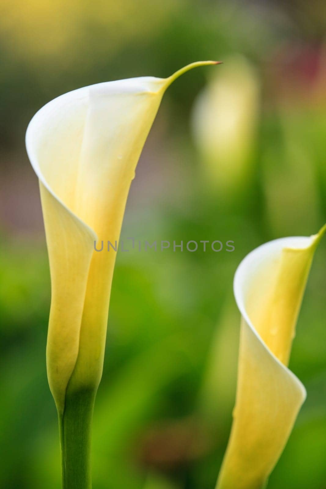 Calla lily field for adv or others purpose use