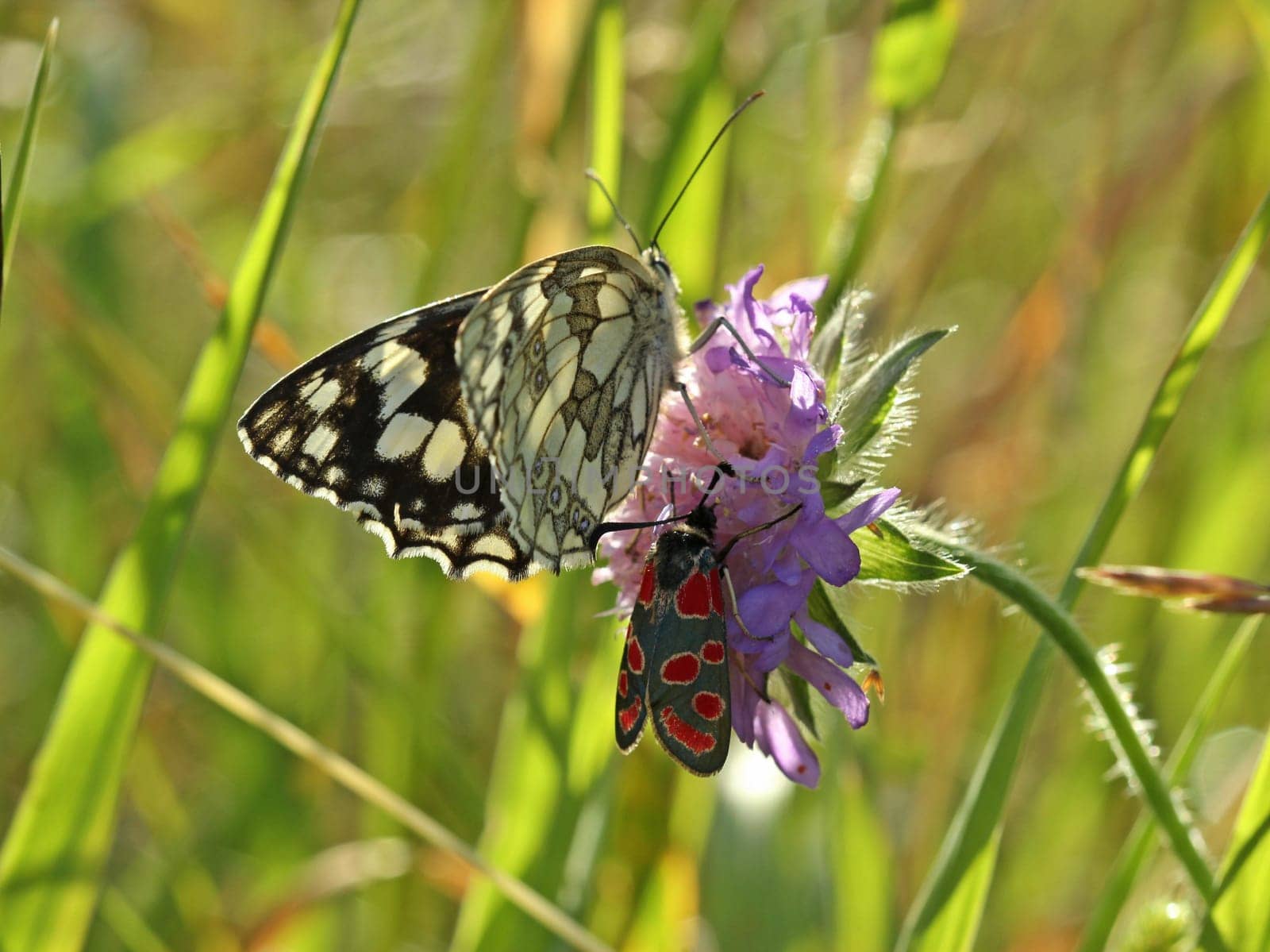 Chessboard butterfly and esparsett ram on field widow flower