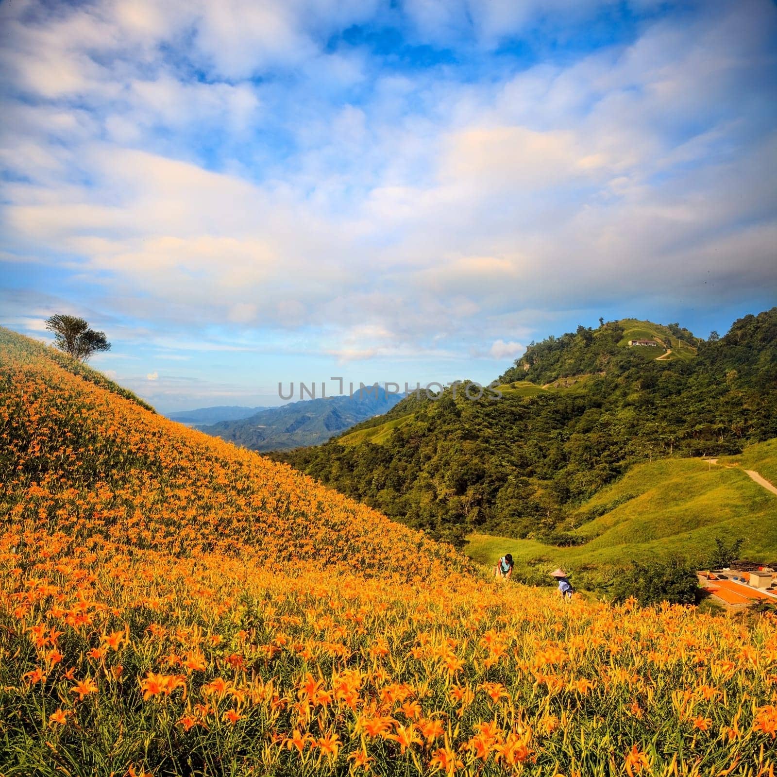 orange daylily on sixty stone mountain, Taiwan for adv or others purpose use