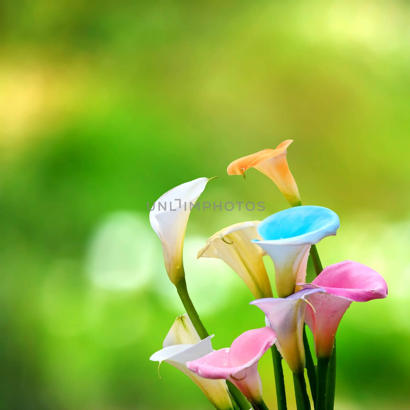 Calla lily field for adv or others purpose use