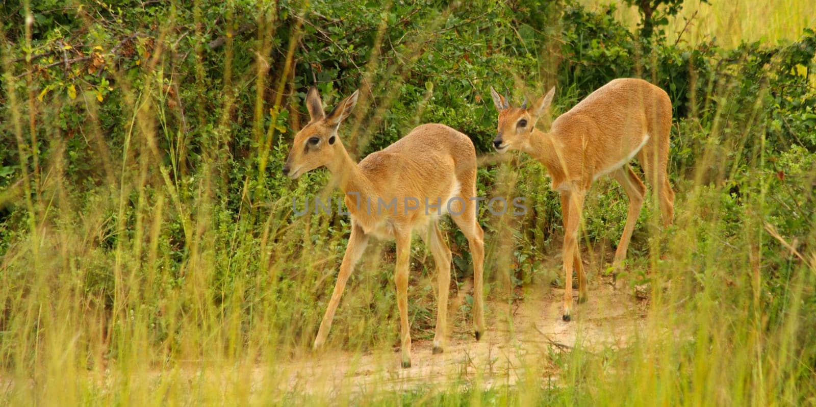 A pair of Oribi walk along a game trail among the grass of the Ugandan savanna