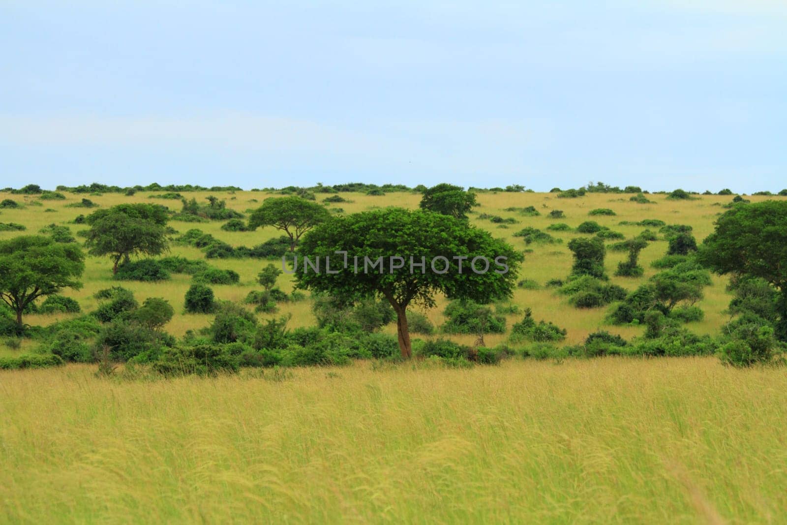 Umbrella like trees and bushes scattered along the grassy plains of Murchison Falls National Park in Uganda.