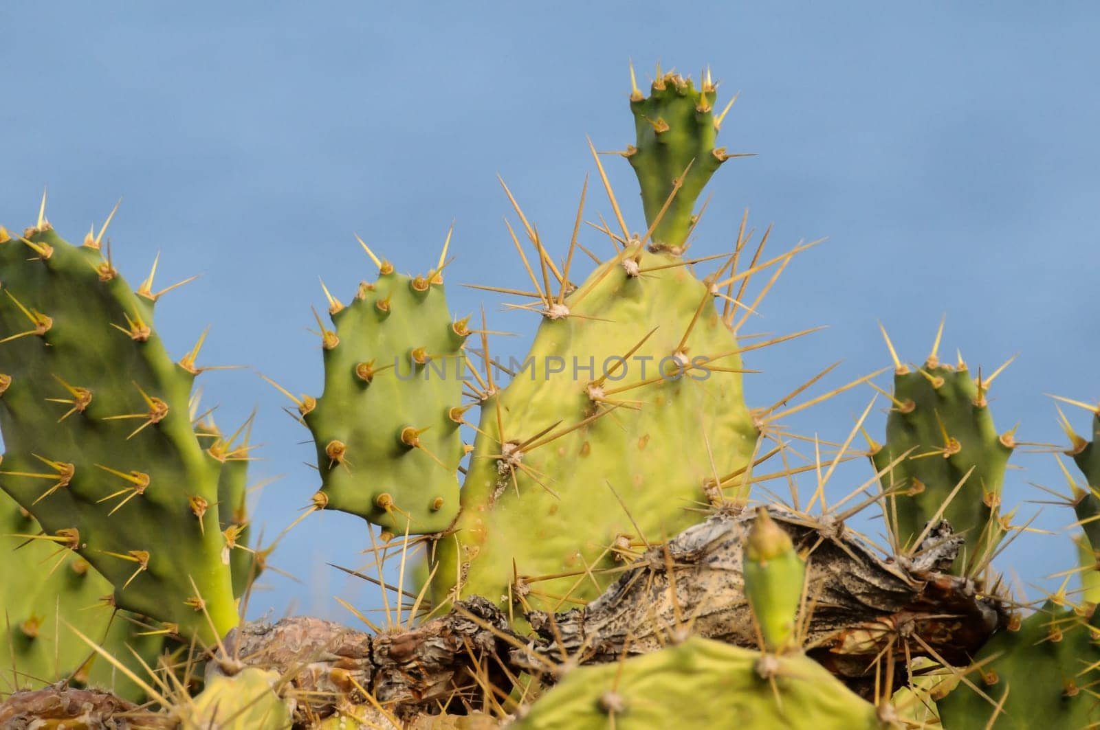 Pricly Pear Wild Green Succulent Cactus Near The Ocean