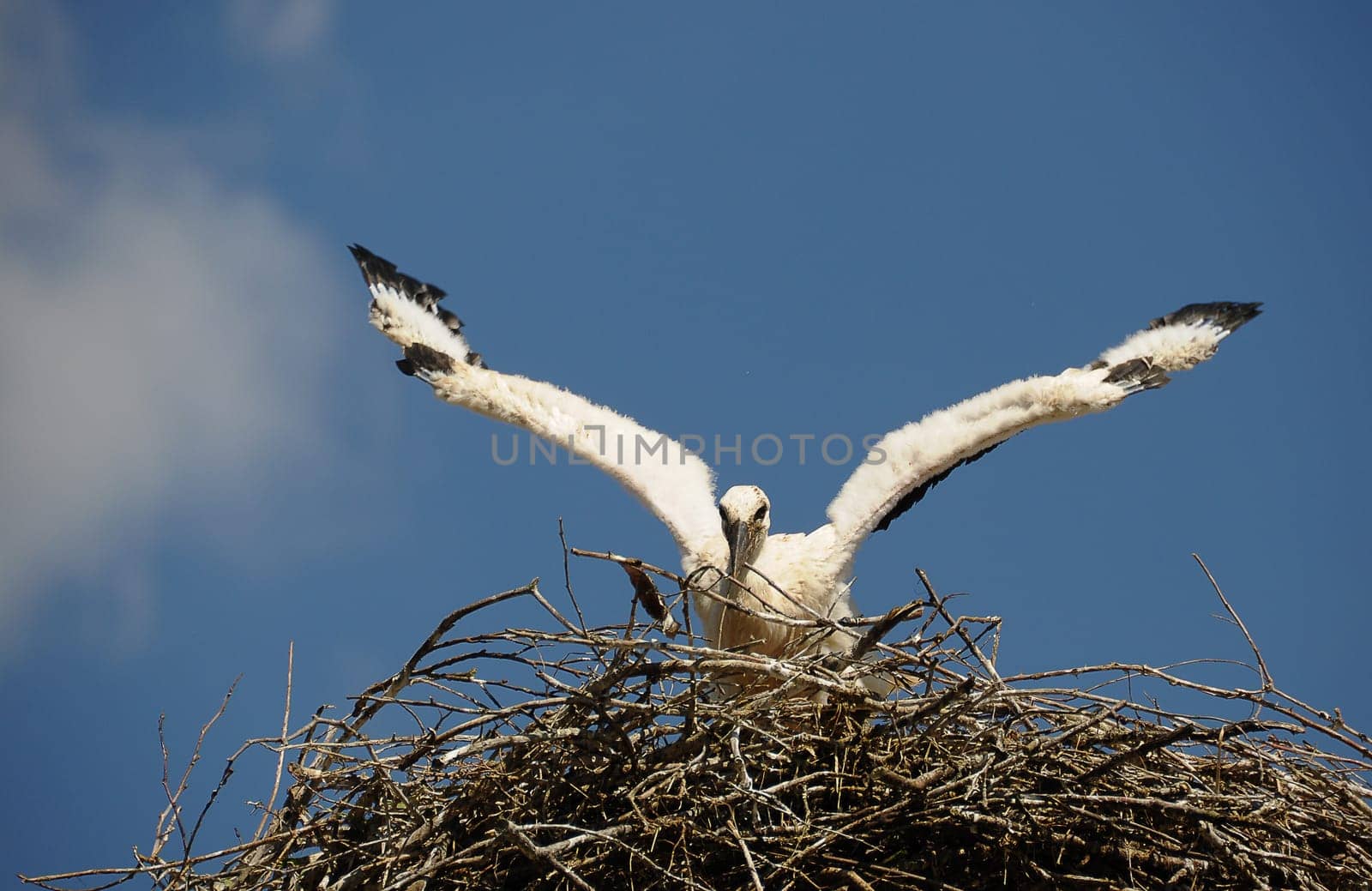 young stork