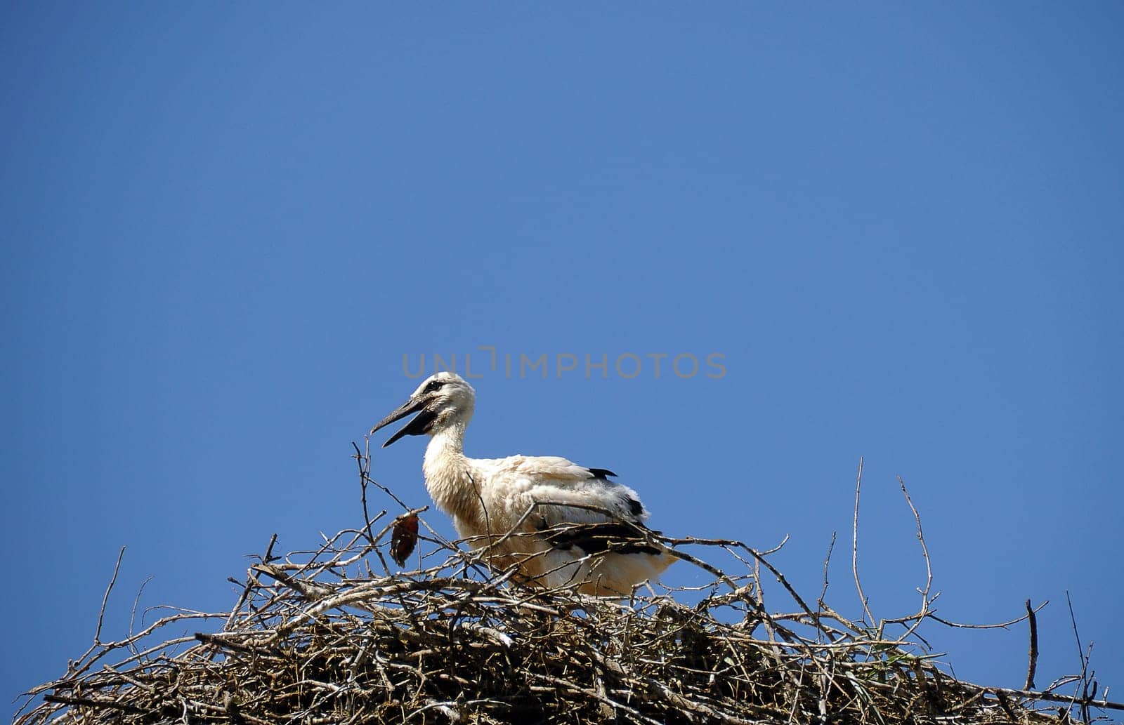 Stork cub