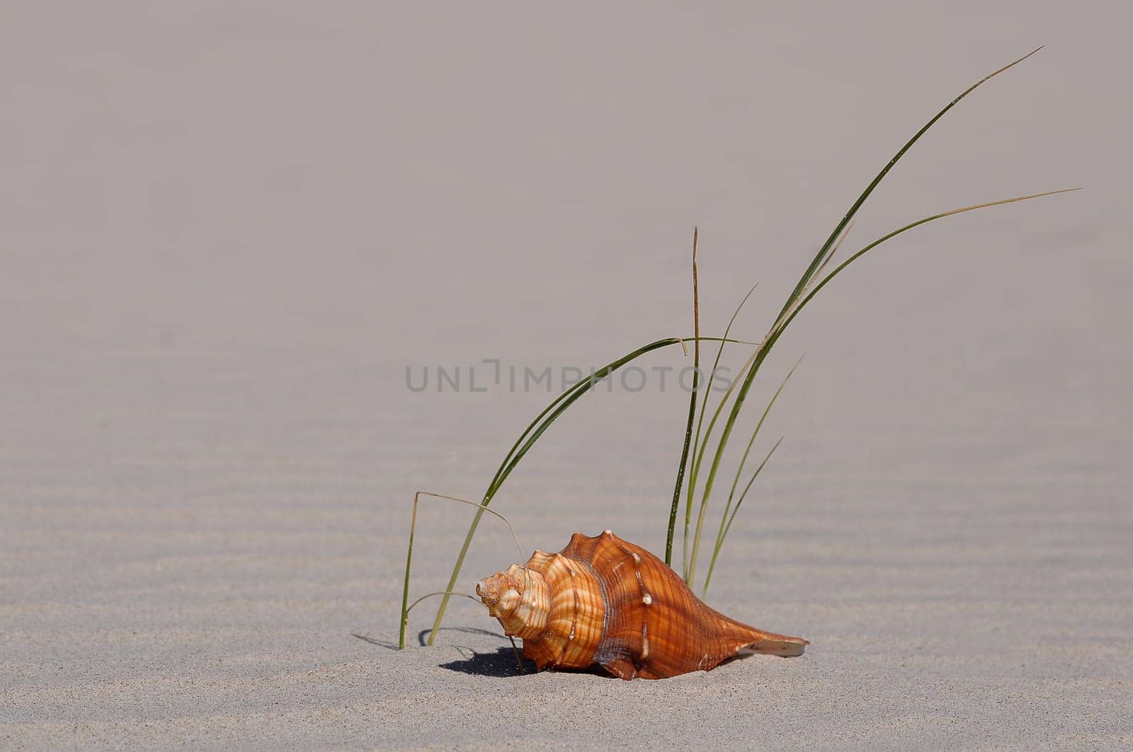 Shell