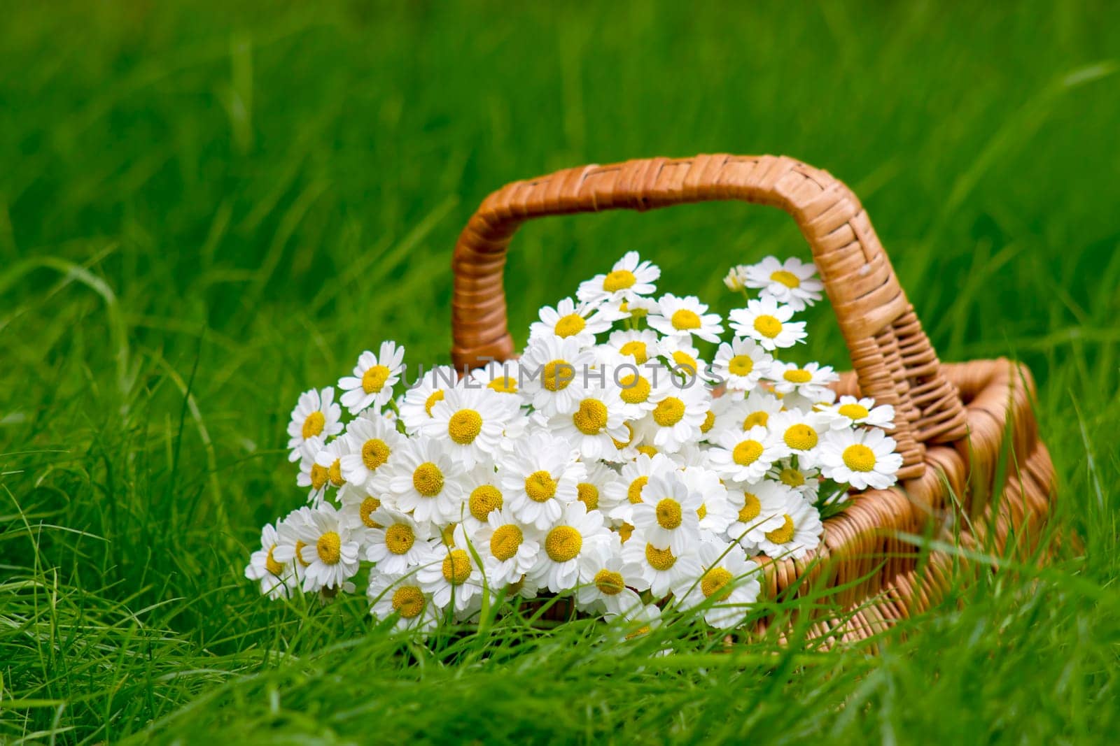 Basket with daisies on grass
