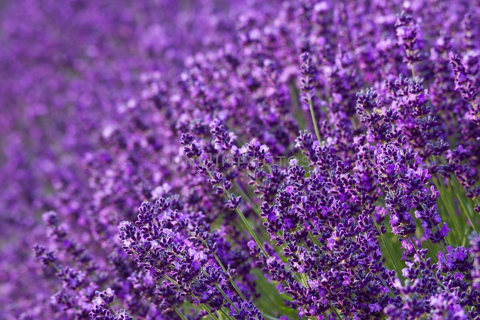 lavender flowers