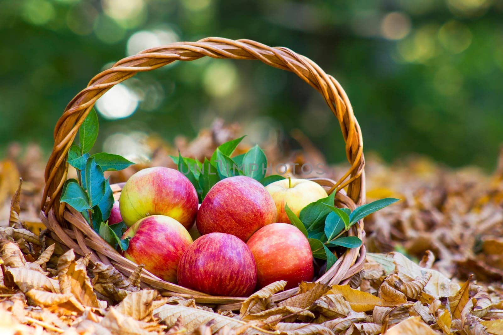 fresh apples in a basket in autumn garden