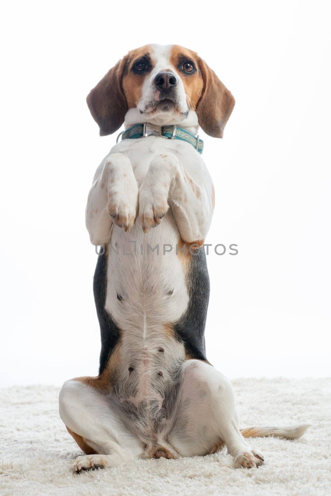 Beagle makes males