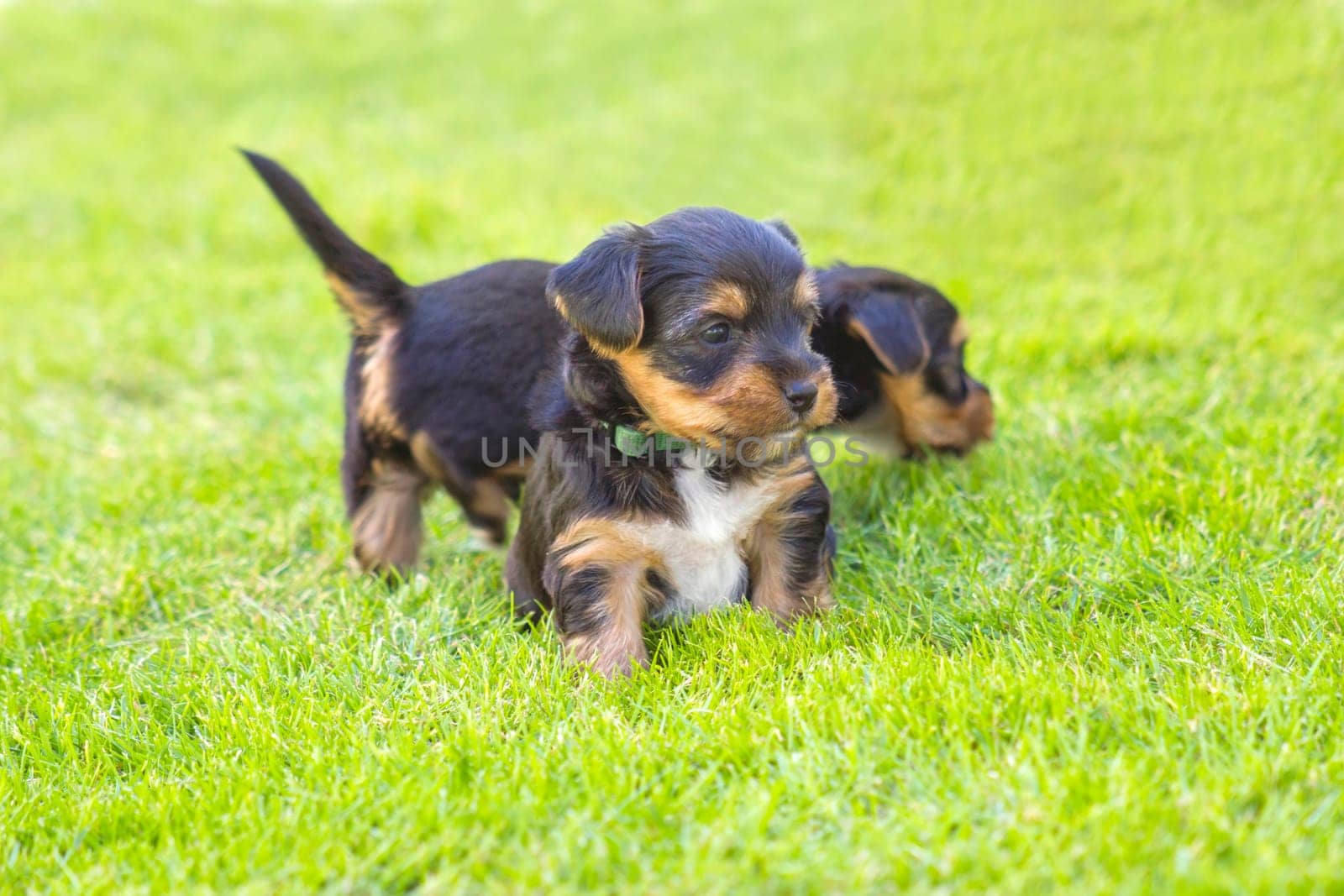 yorkshire silky terriers