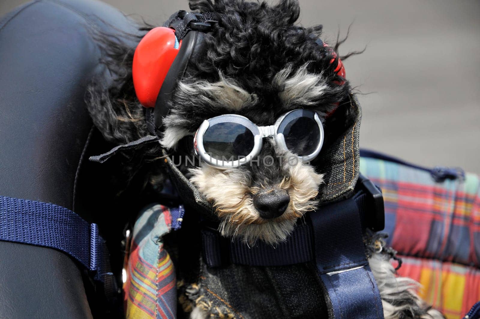 Poodle on motorcycle