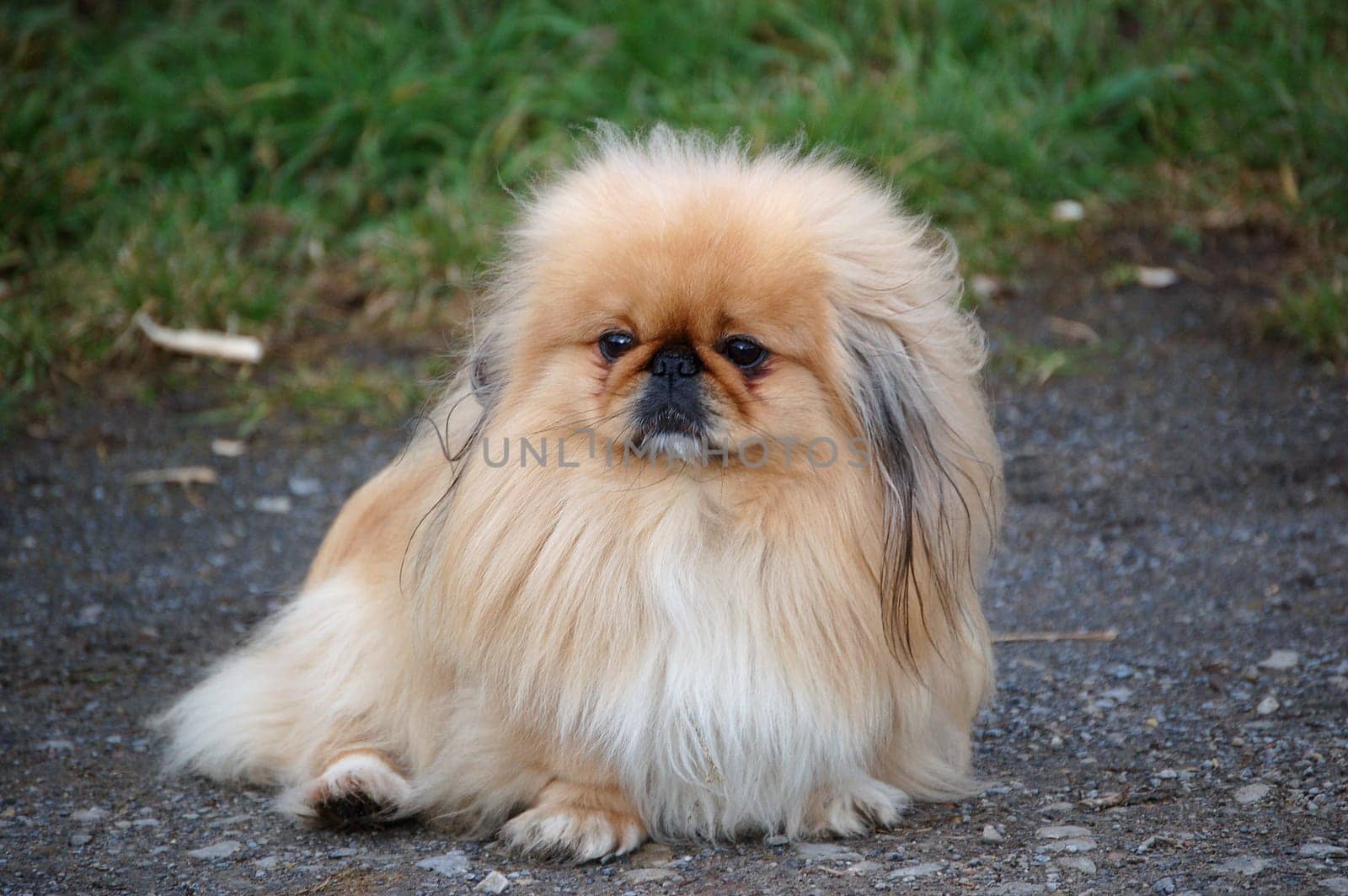 Little Pekinese
