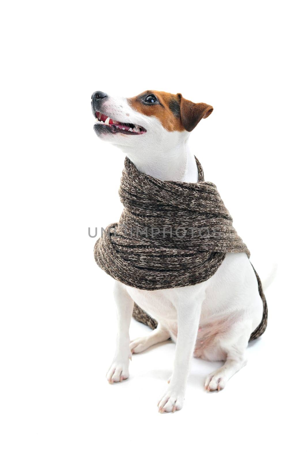 Dog with scarf