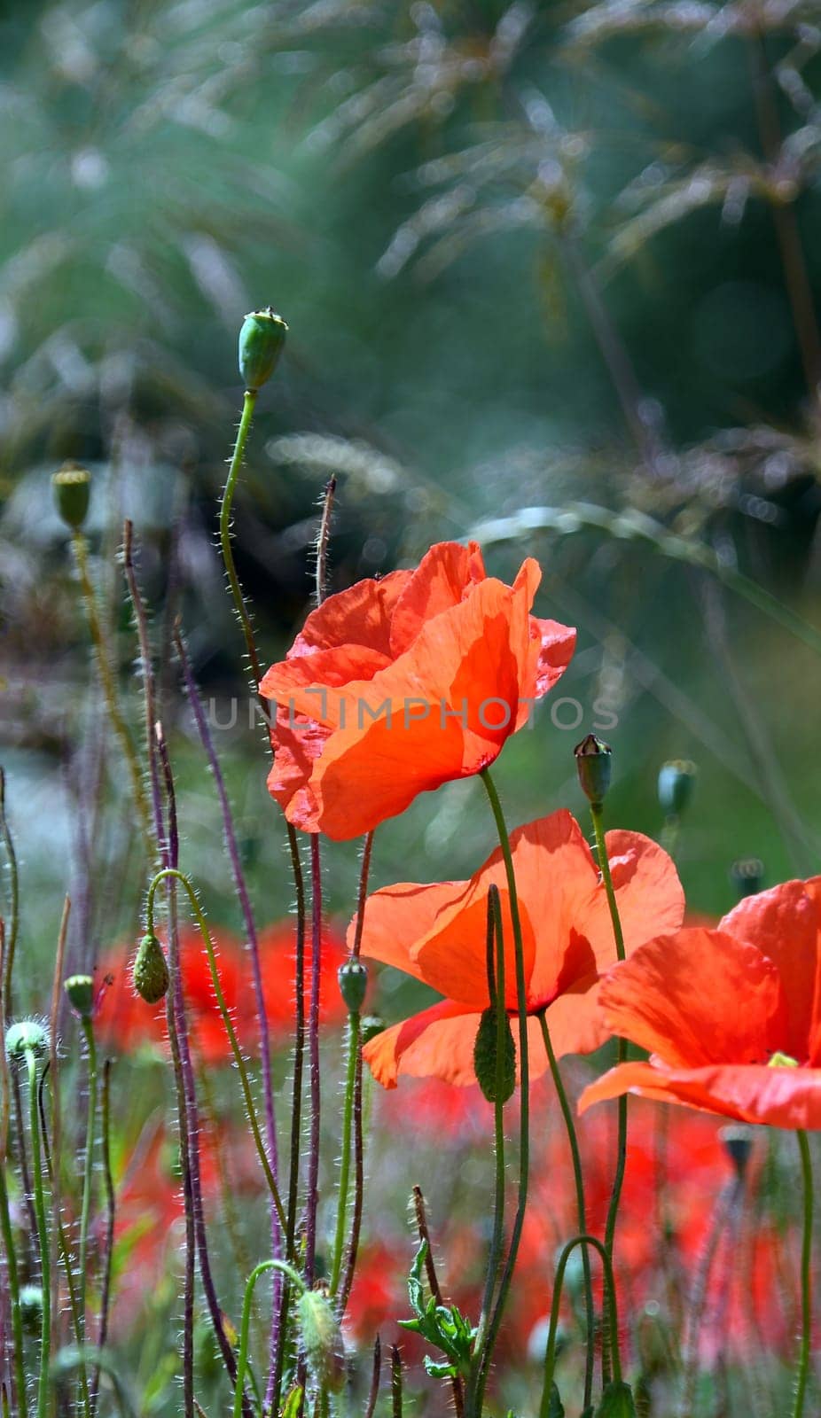 Gossip poppy