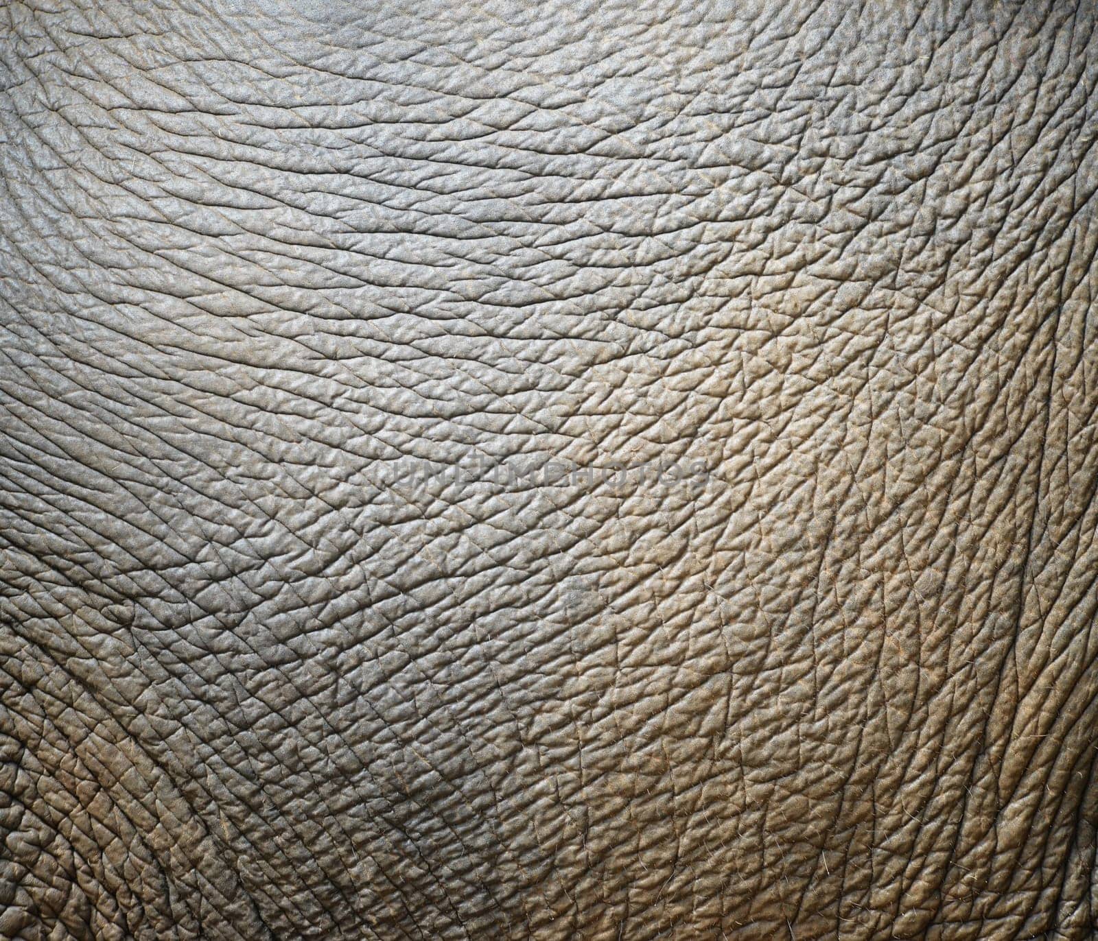 background textured of an asia elephant skin
