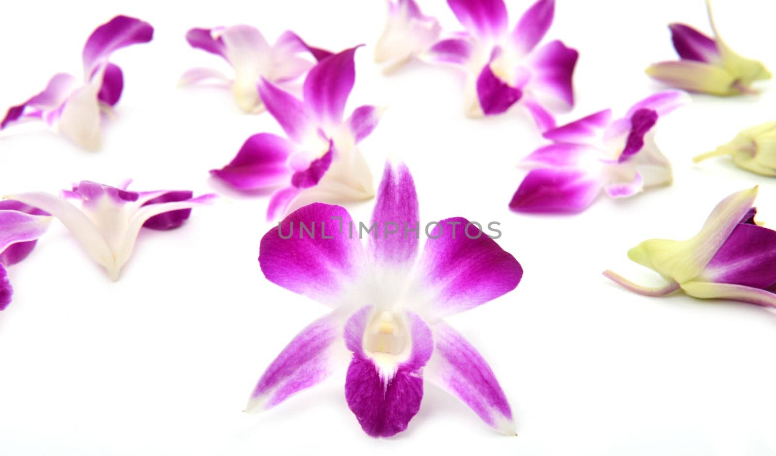 beautiful blooming orchid isolated on white background