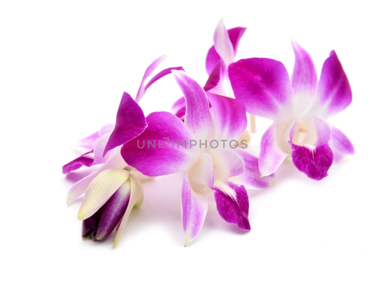 beautiful blooming orchid isolated on white background