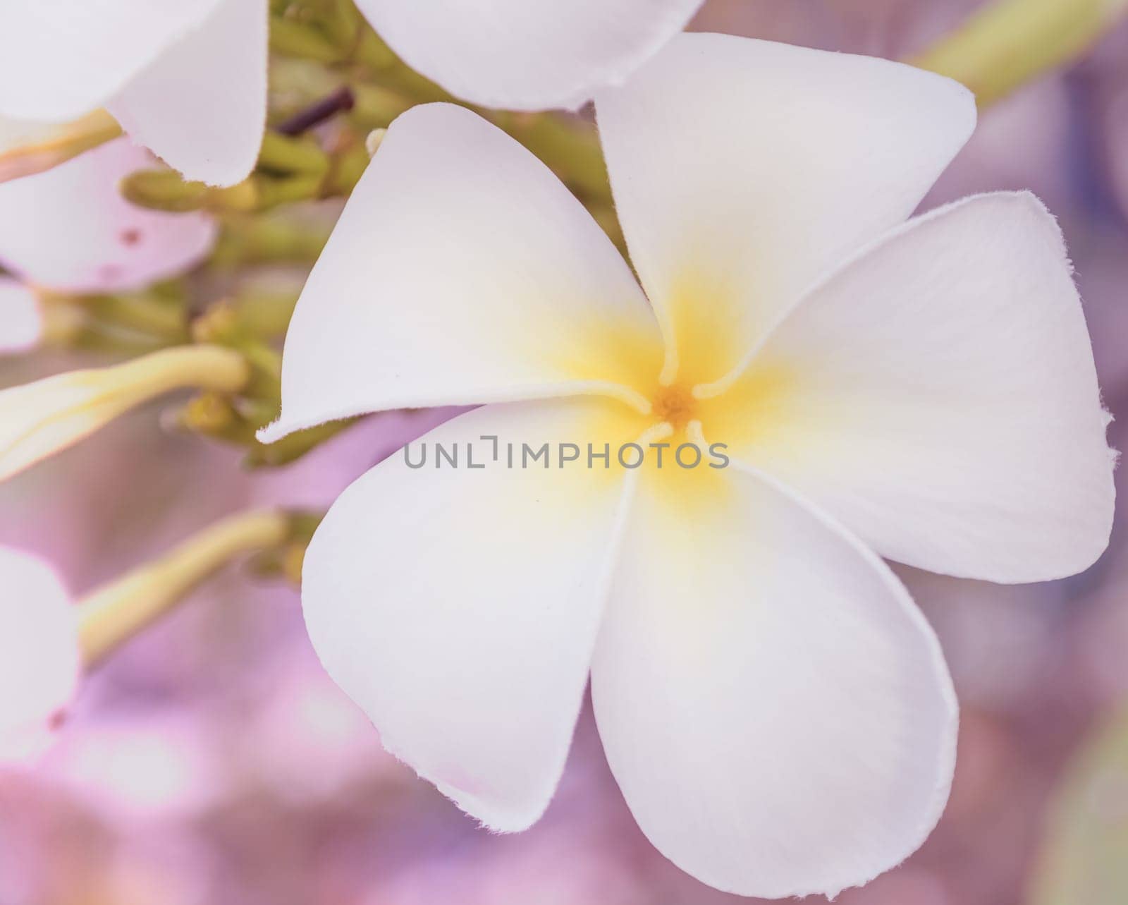 Frangipani or Plumeria flower in soft background