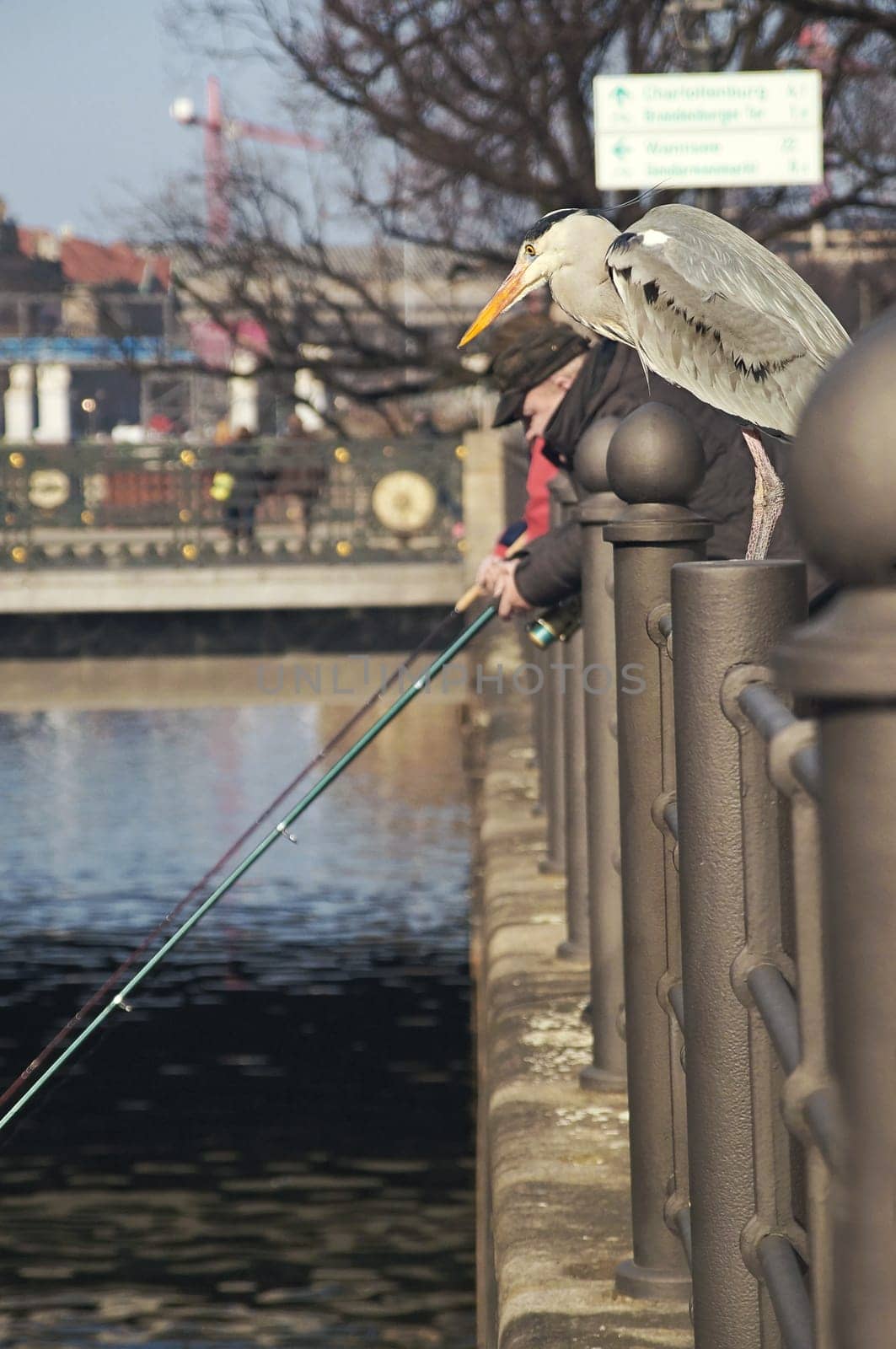 Graureiher / grey heron (Ardea cinerea)
