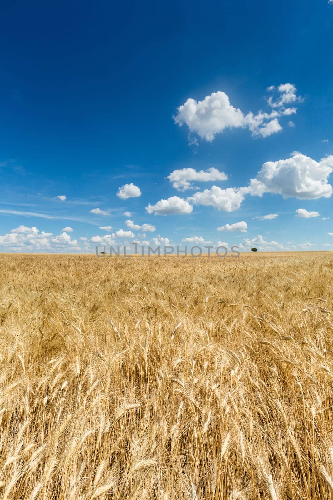 Field with grain,agricultural landscape with sky and clouds