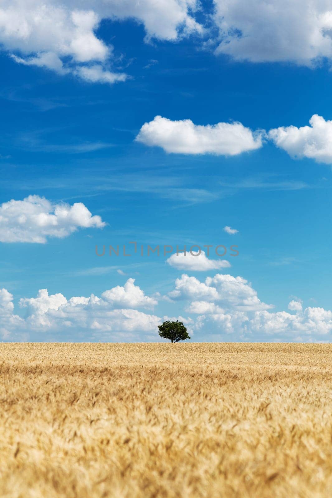 Field with grain,agricultural landscape with sky and clouds