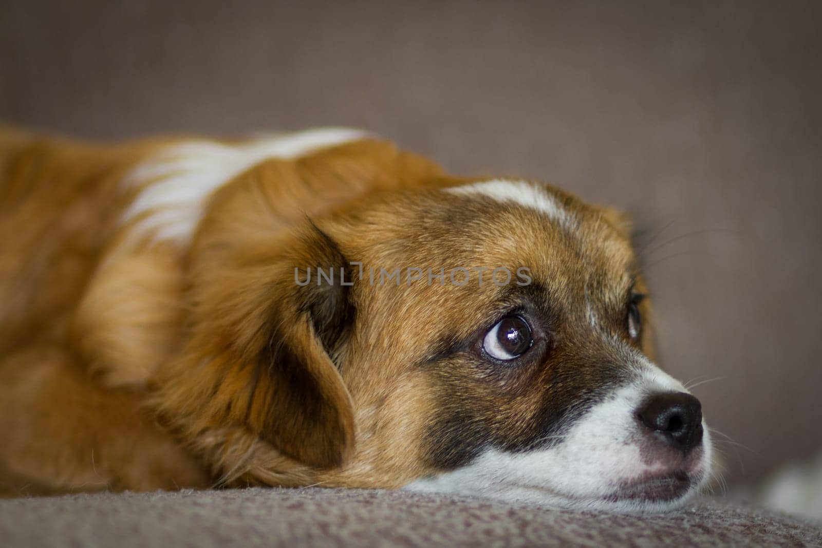 A young mixed-breed puppy looks up with hope,what life might bring.