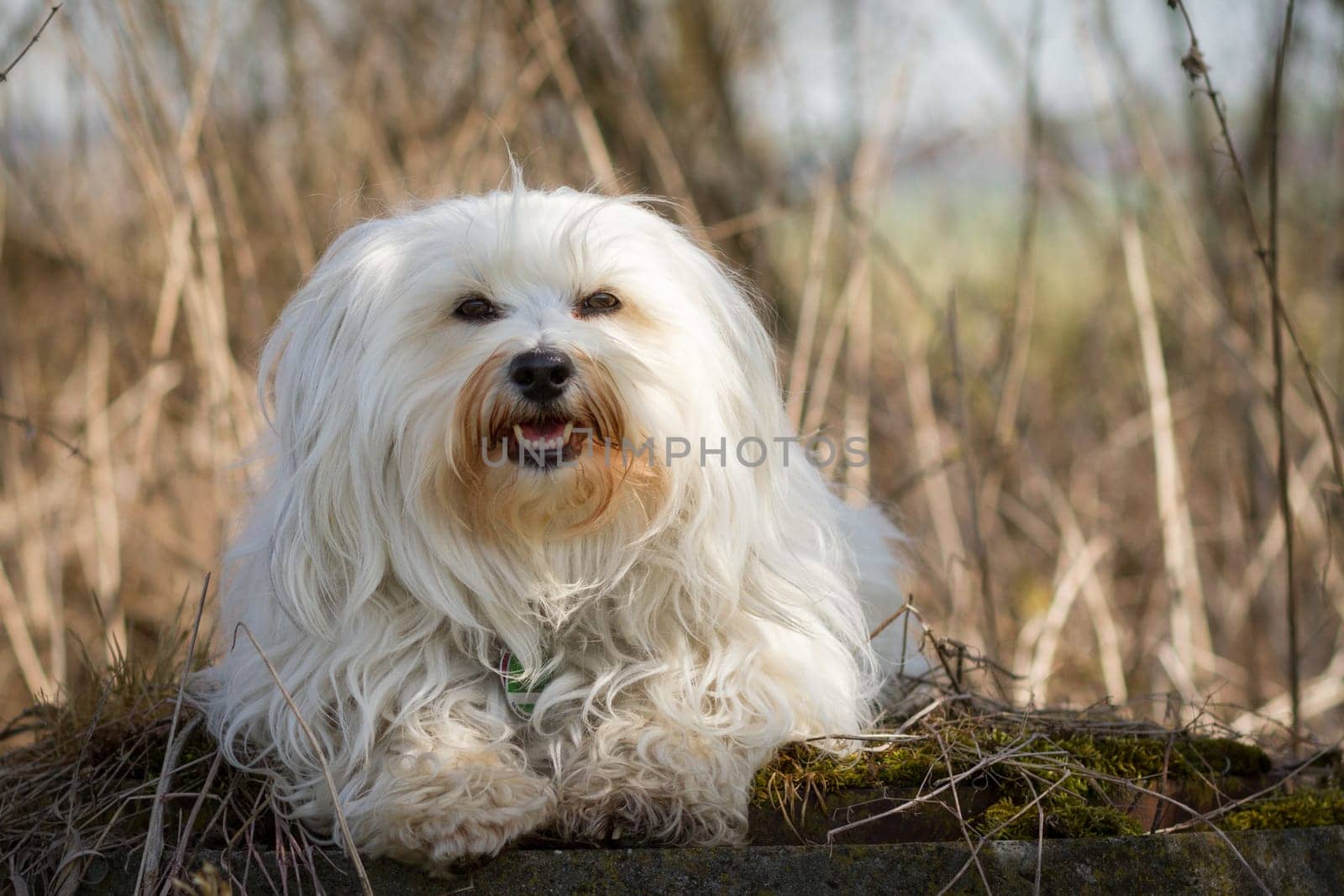 Little white Havanese lies on a moss-covered stone in front of dried grass.