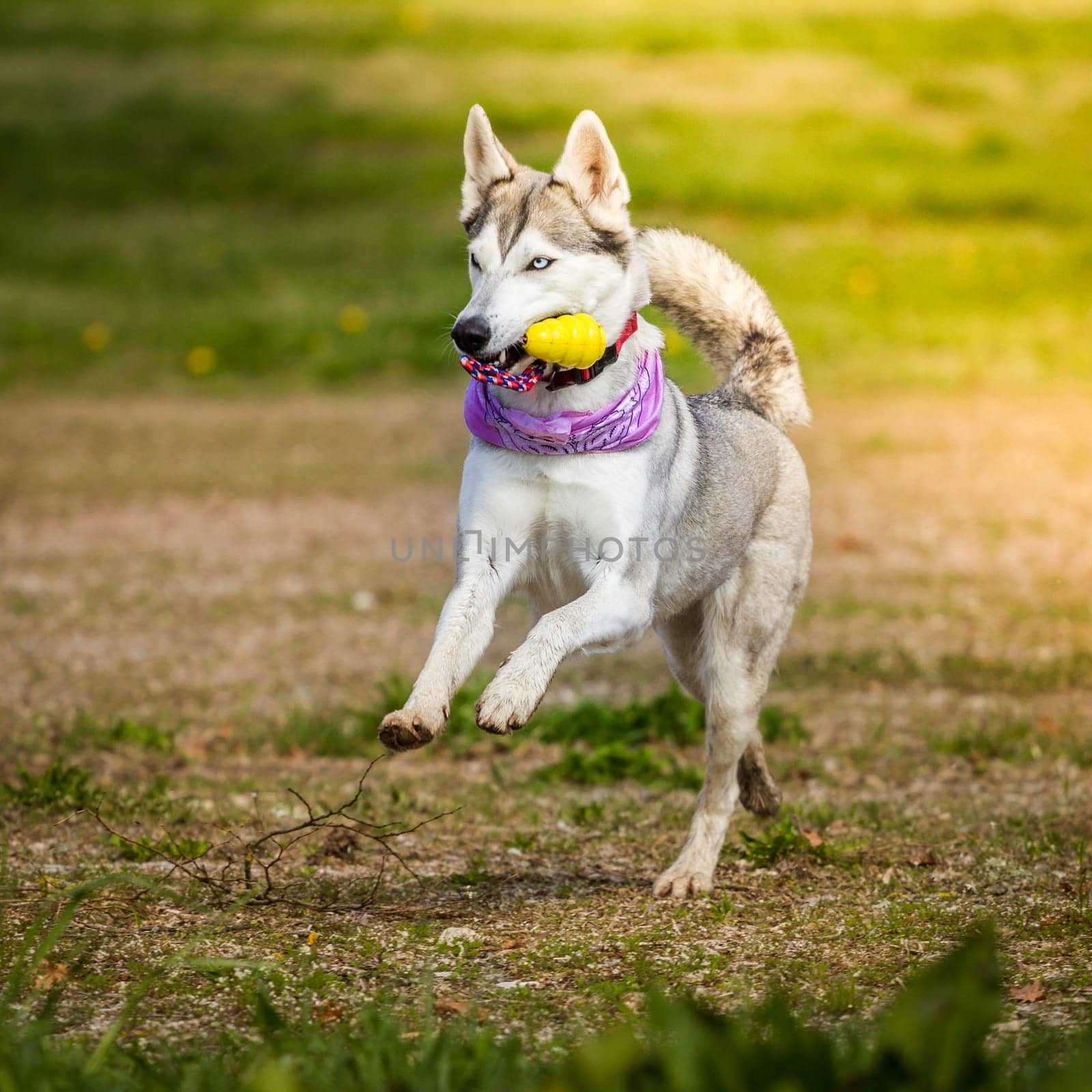 A husky with a perfect figure runs through the picture in a good mood with her scarf and her toy.