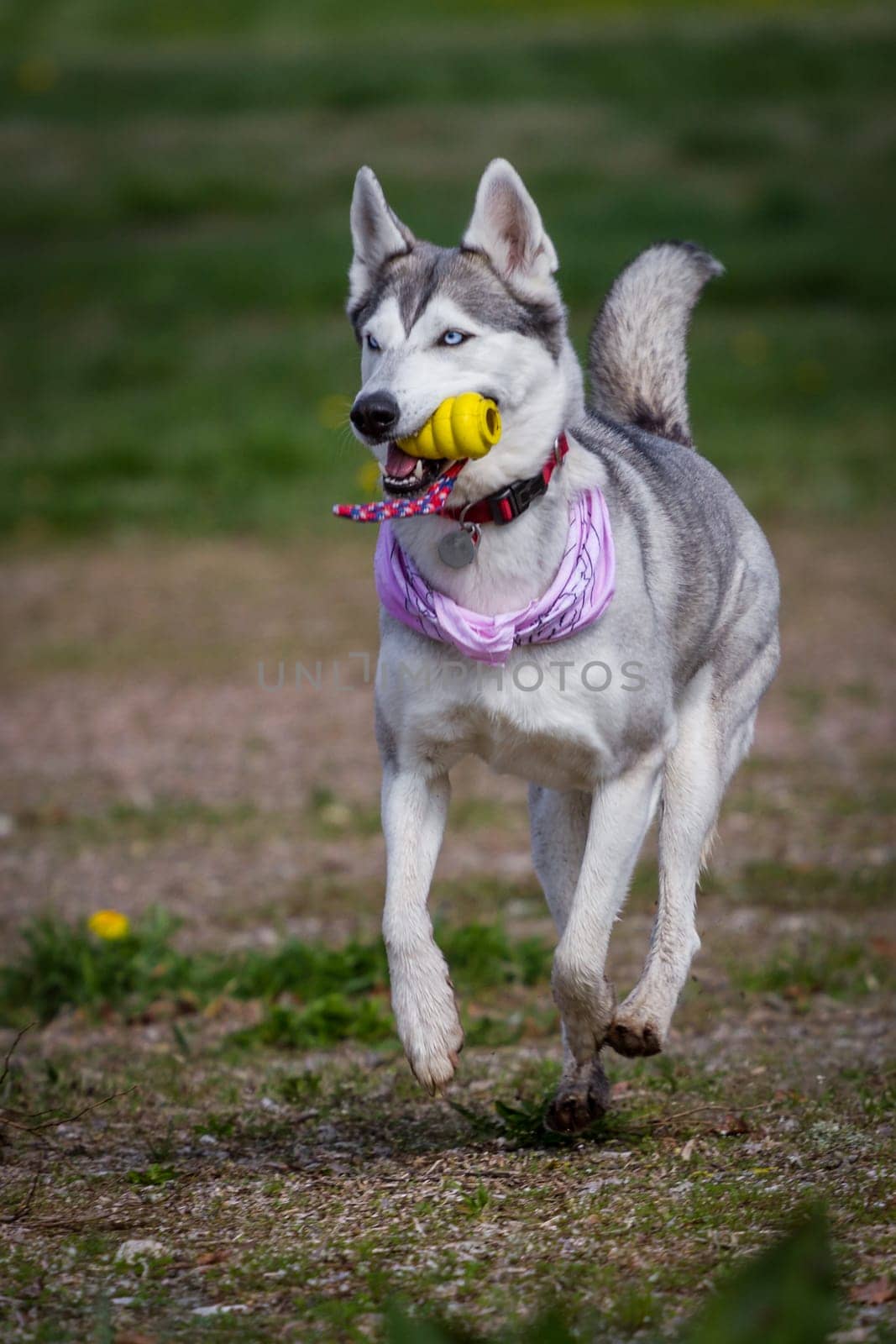 A husky runs loosely and calmly across the meadow with his toy.